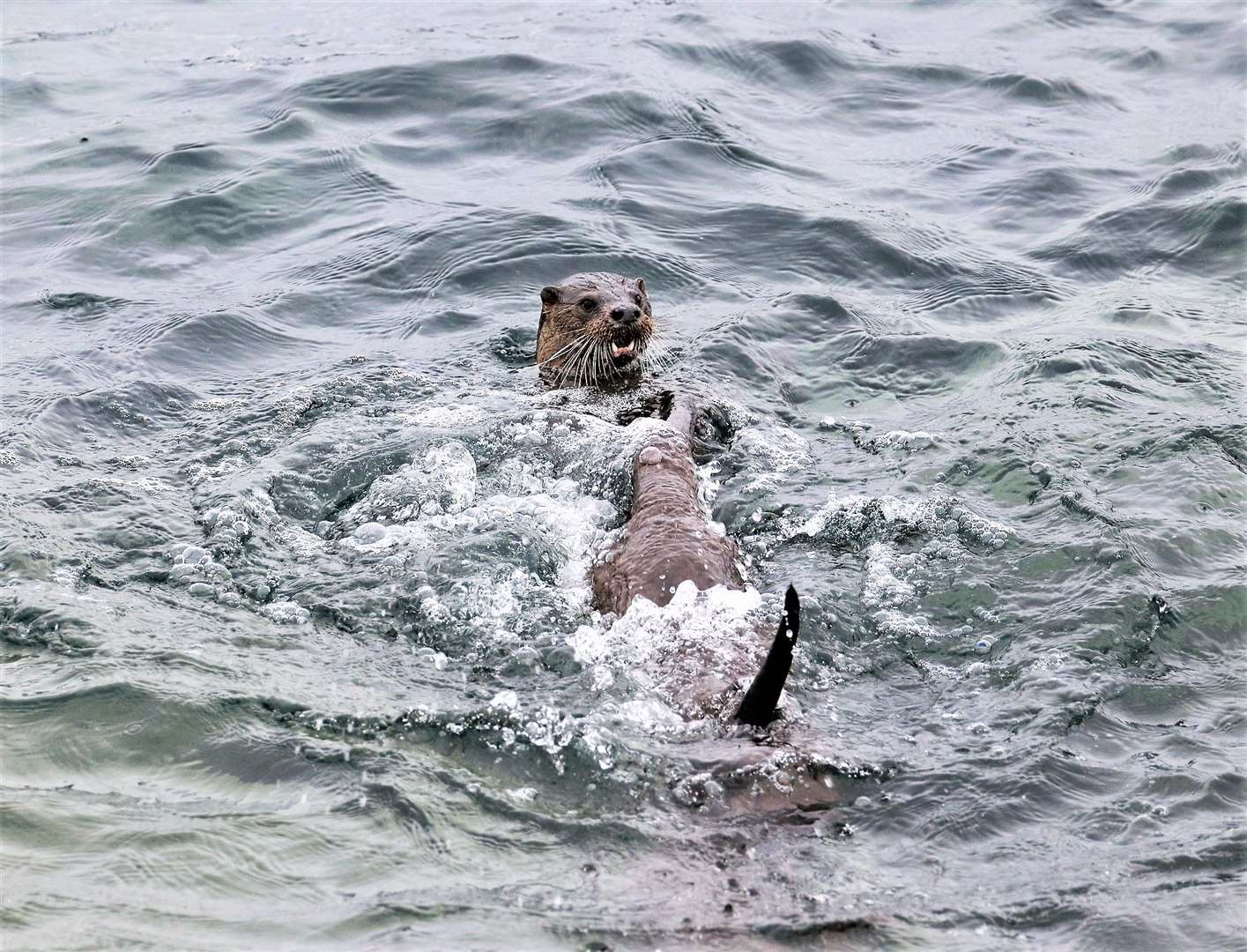 Otters frolicking. Picture: David Haines