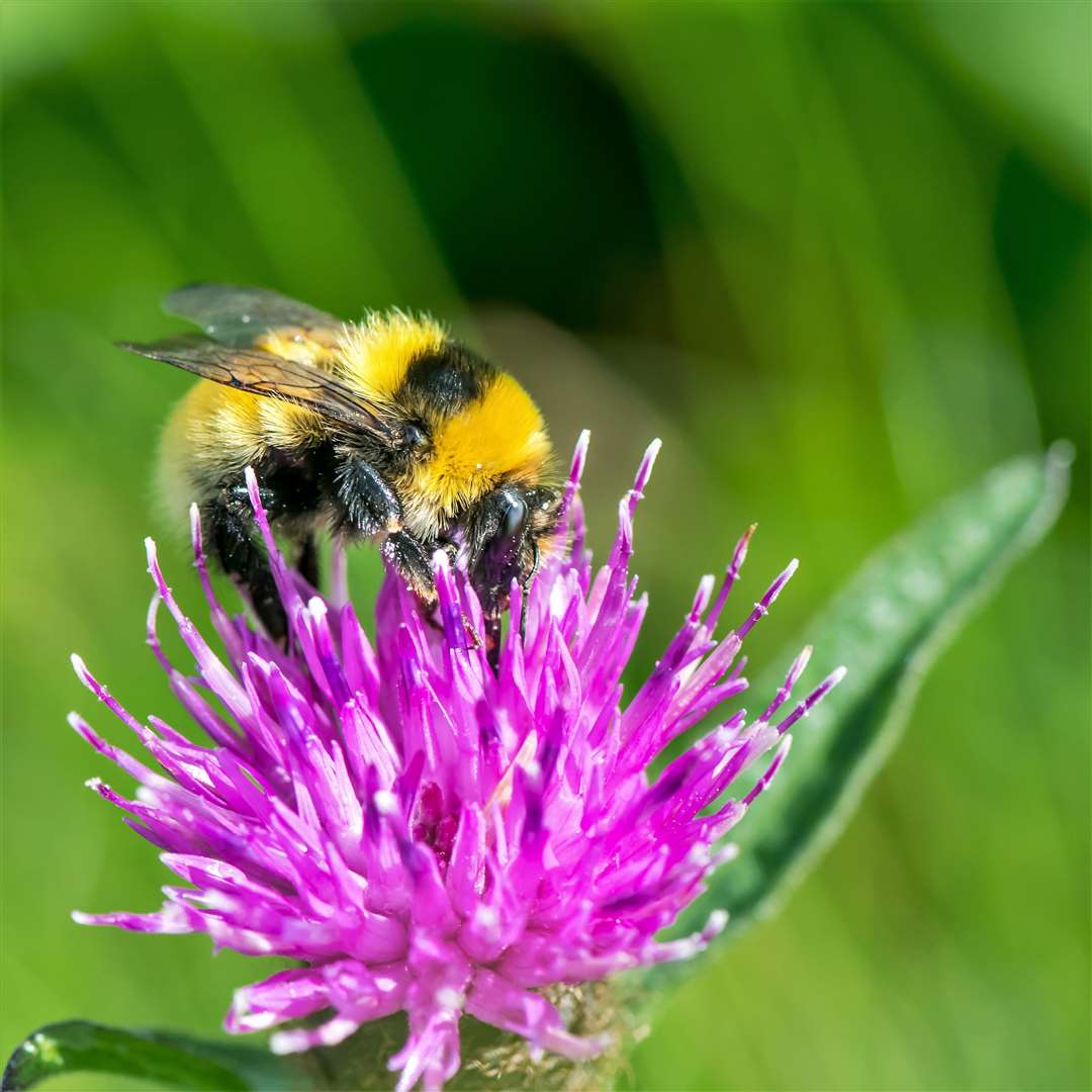The Great Yellow Bumblebee is the rarest British bumblebee and now restricted to machair and other flower-rich areas in Caithness and Sutherland. Picture: Pieter Haringsma