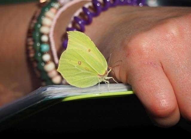 A variety of species of butterfly have been found further north due to climate change. Brimstone butterfly being recorded by volunteer. Picture: Butterfly Conservation