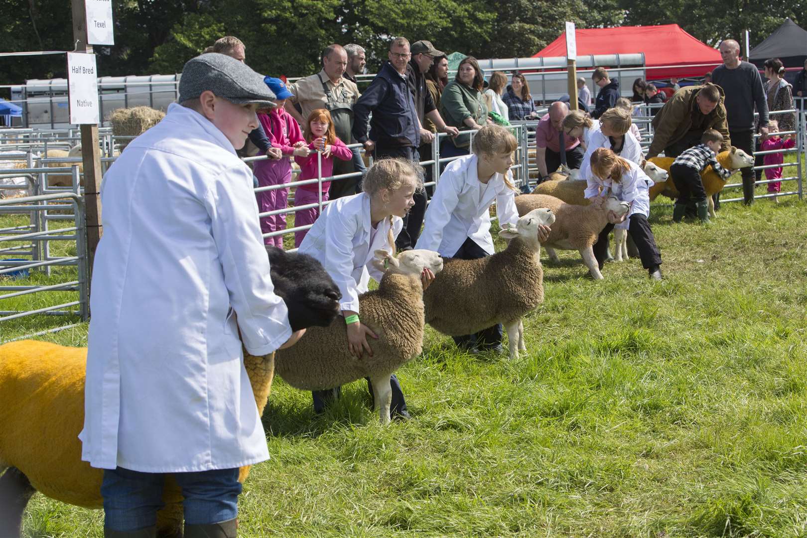 Some of the young handlers in the sheep classes line up to be judged. Picture: Robert MacDonald / Northern Studios