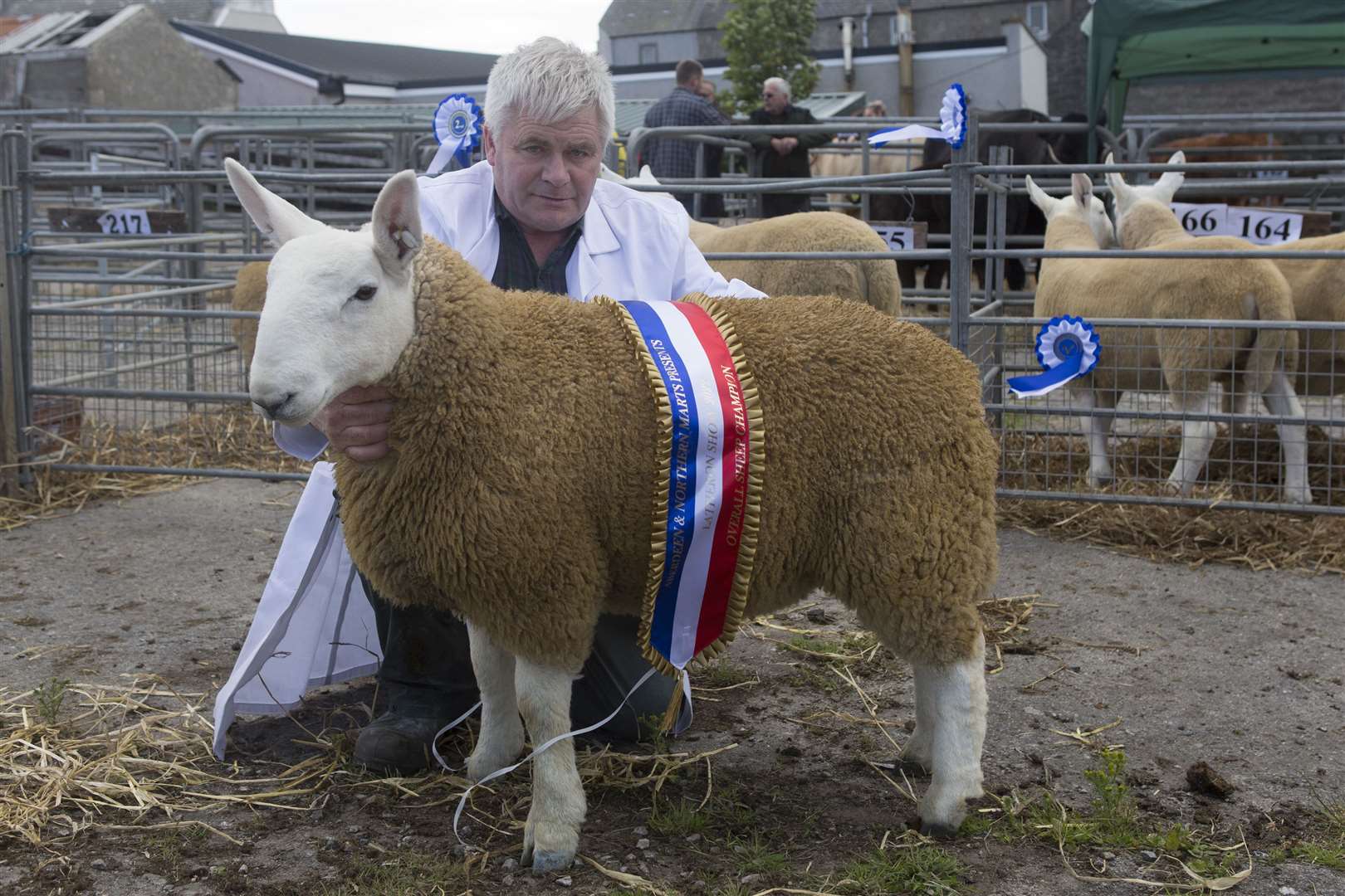 The supreme sheep championship and reserve champion of champions went to John Forbes, Boultach, Latheron, with his North Country Cheviot champion, a ewe lamb, born on the last day of February, and after the farm's new stock tup, Achscrabster Bonanza. John missed the show as he was attending a young farmers event in Yorkshire so it was left to his father, James, to exhibit the lamb. Picture: Robert MacDonald/Northern Studios