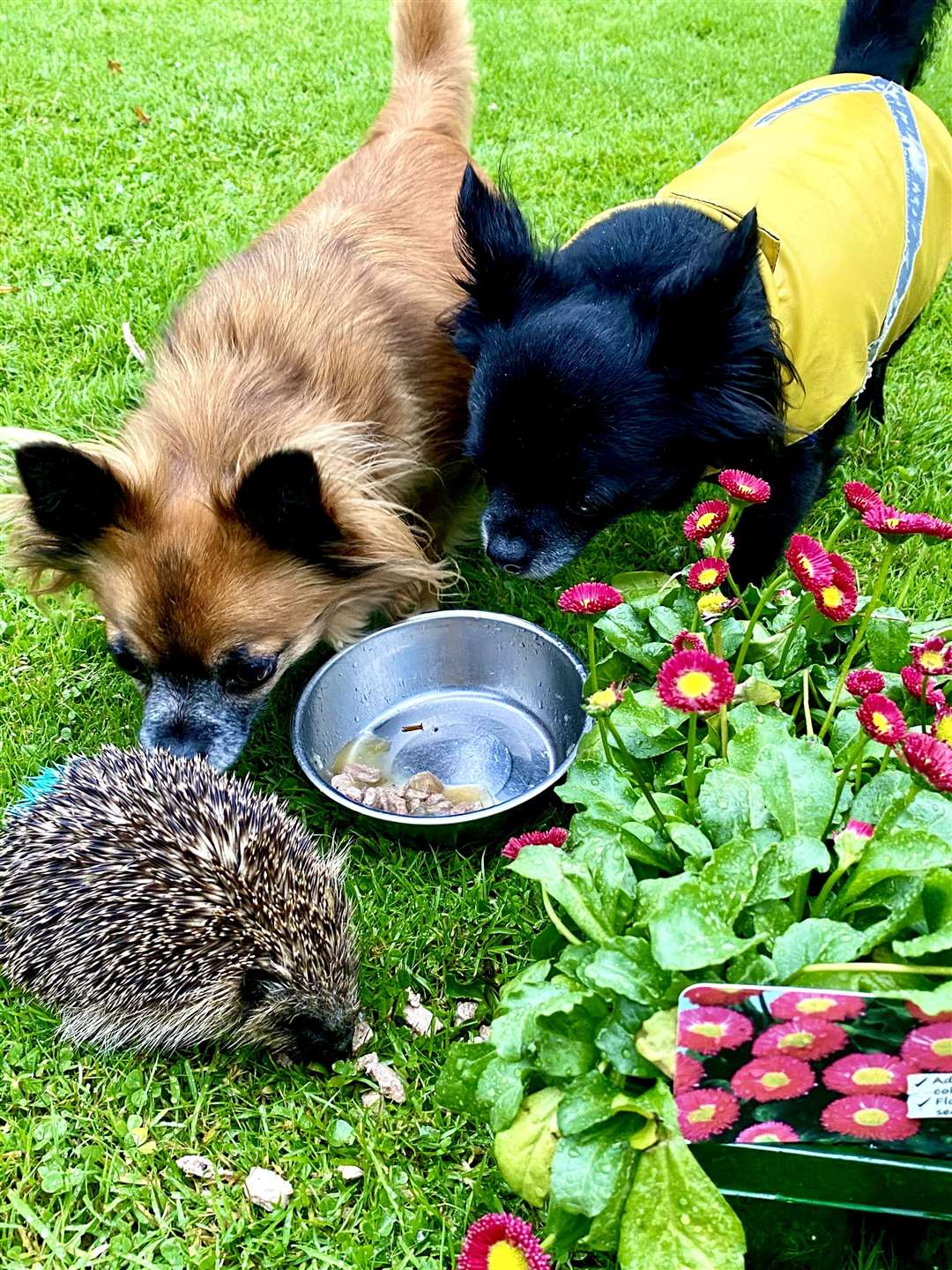 Louis with his brother Benjamin Buttons inspect a rescued hedgehog at Lyth. The brothers are both rescue dogs.