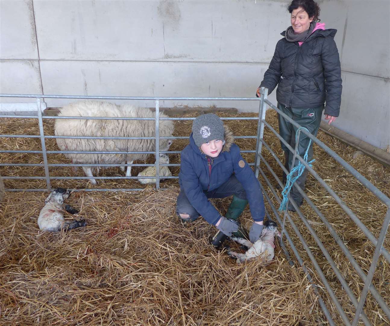 Nine-year-old Kyle applies some iodine naval spray to the first lamb born this year from the 140 ewes at Toftcarl Farm under the watchful eye of his mother Hilda.