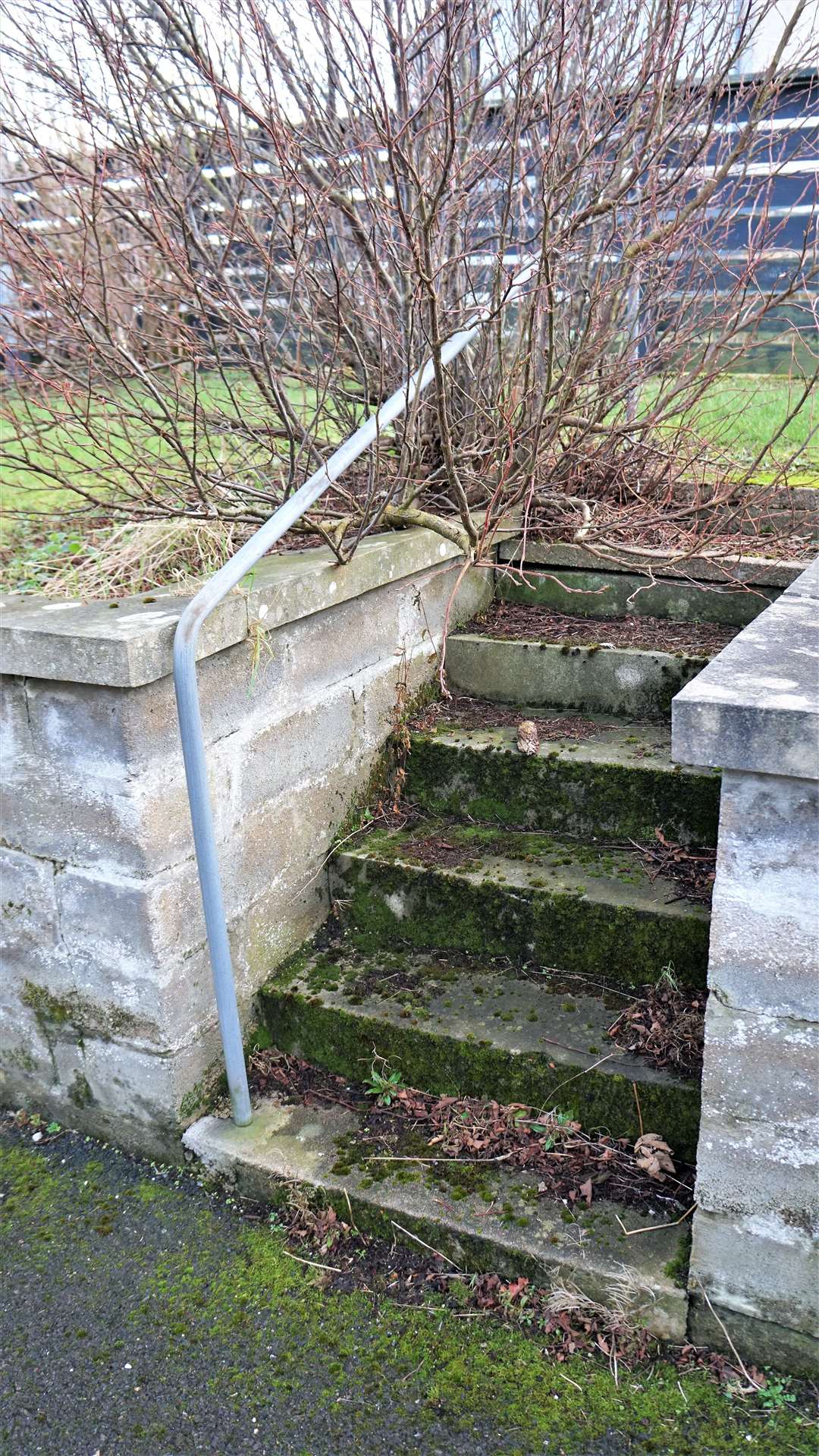 Steps at the housing scheme that are covered in moss.