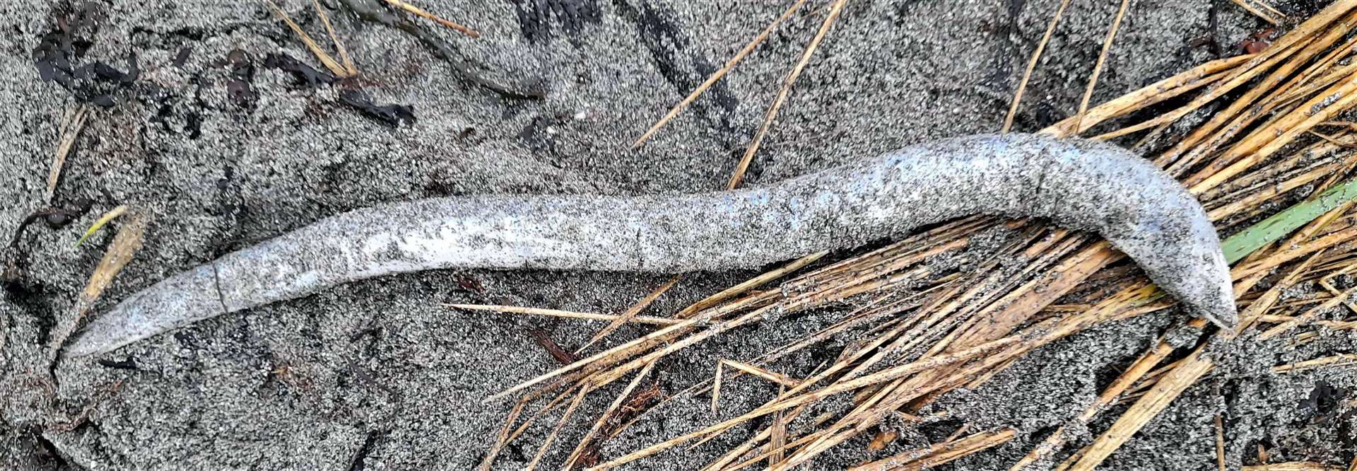 The Caithness beach cleaning duo found this strange creature on the shore at Freswick. Could it be a conger eel? Pictures: Dorcas Sinclair