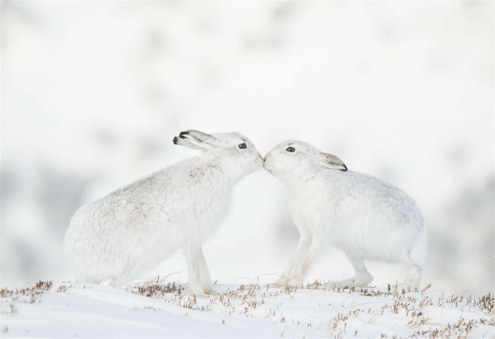 Two courting mountain hares in the Monadhliath Mountains in Scotland (Andy Parkinson/Wildlife Photographer of the Year/PA)