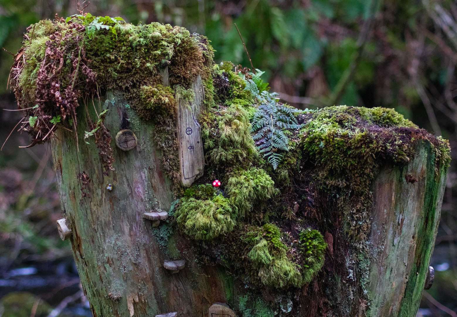 A close look at a fairy house for photography by Ruthie Nicholls.
