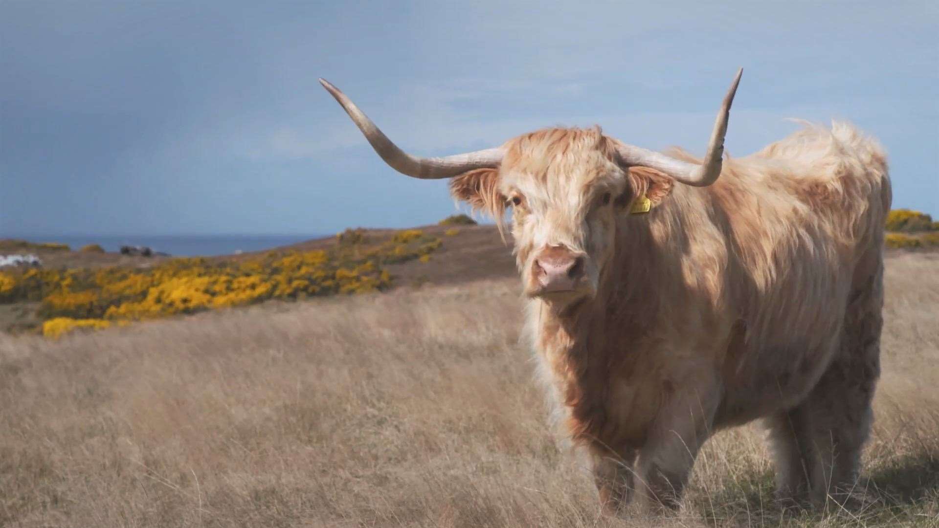 Highland cow Alba, one of the patients in tonight's episode of The Highland Vet. Picture: Daisybeck Studios/MCG