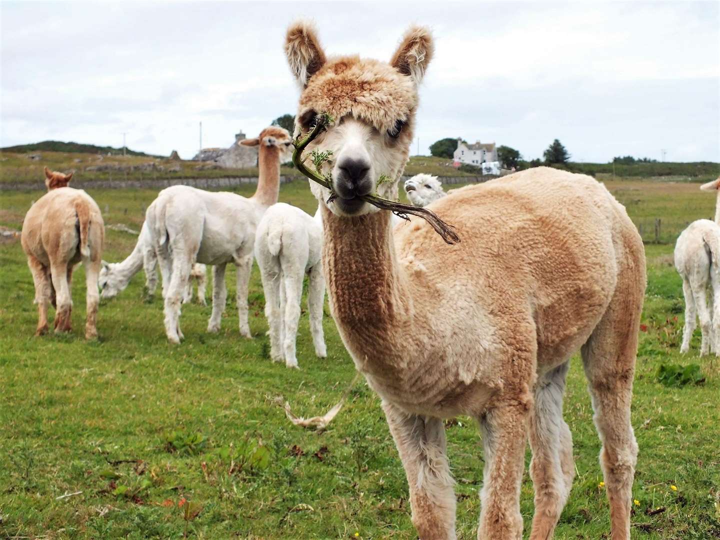 Lily the alpaca has a munch at Ulbster Alpaca Trekking. Picture: JH Photography