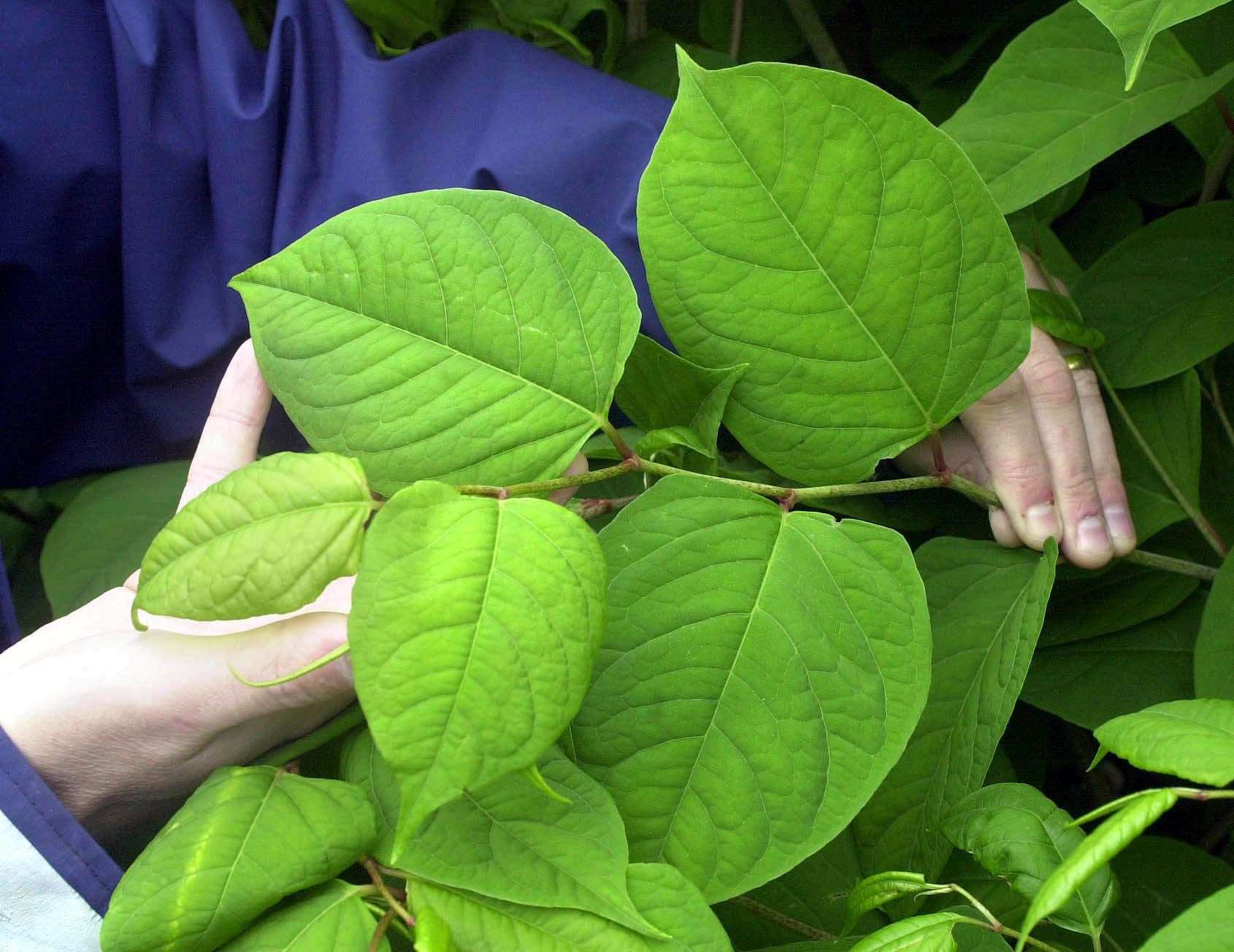 Japanese knotweed is an invasive plant species in the UK (Barry Batchelor/PA)