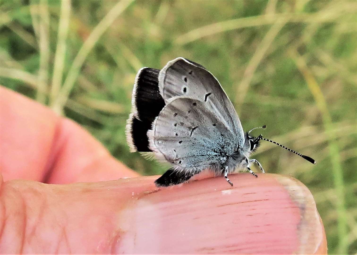 Small blue butterfly with wings drying.