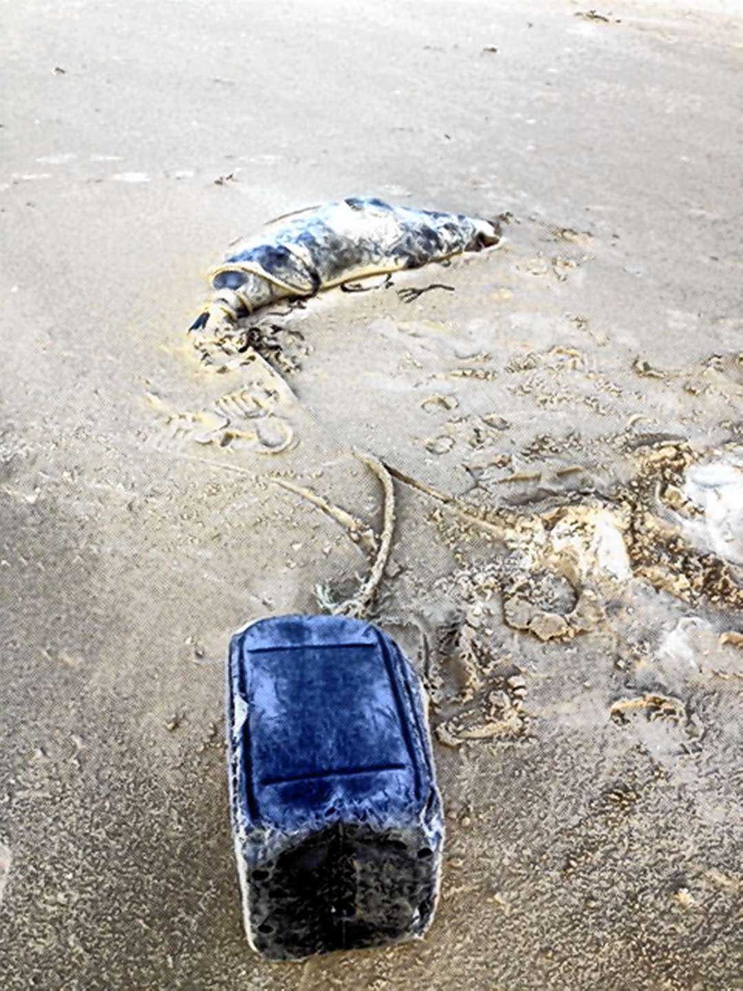 What is believed to be an Atlantic grey seal lies dead in a tangle of rope with a drum attached.