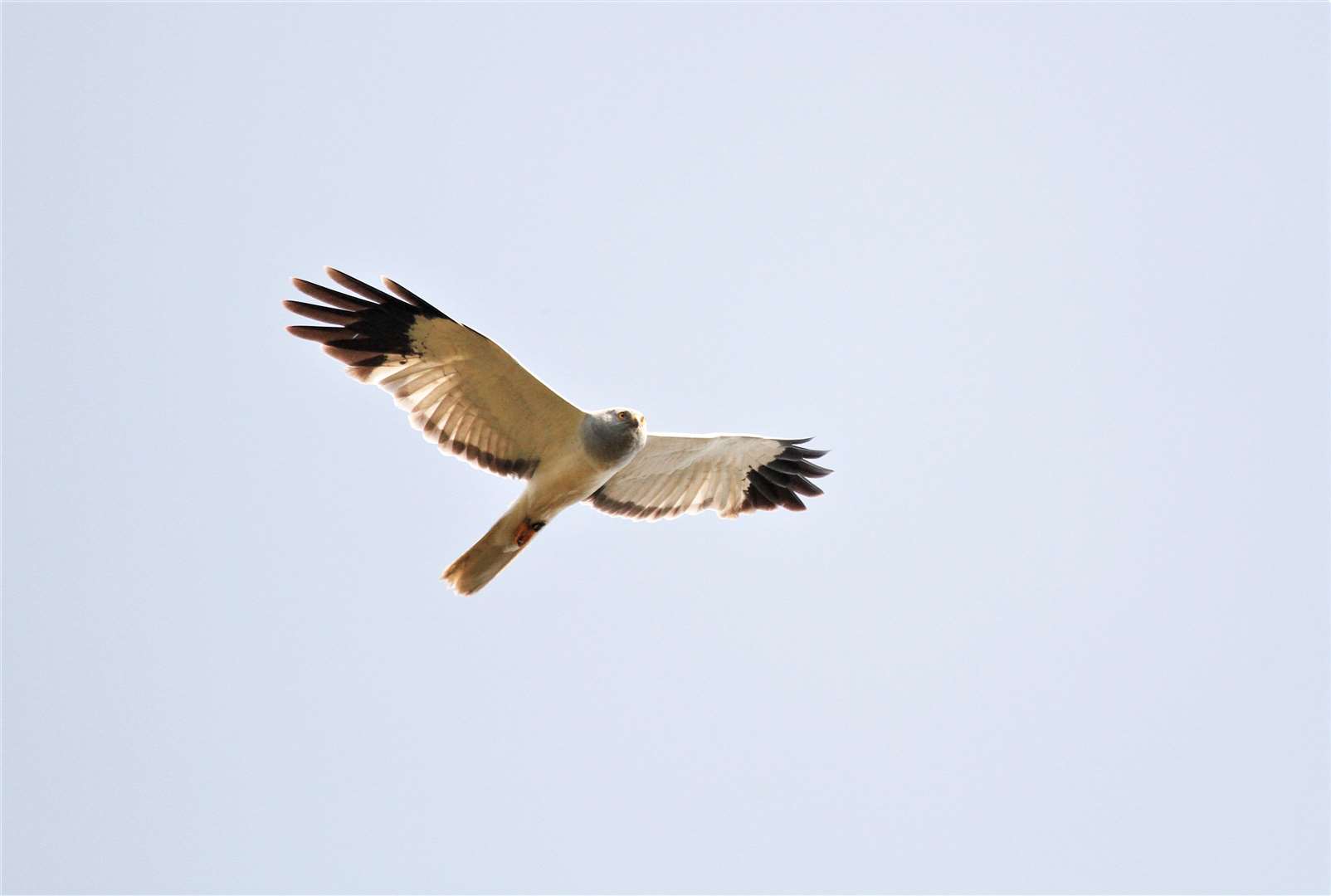 Male hen harrier. Picture: Jack Ashton-Booth