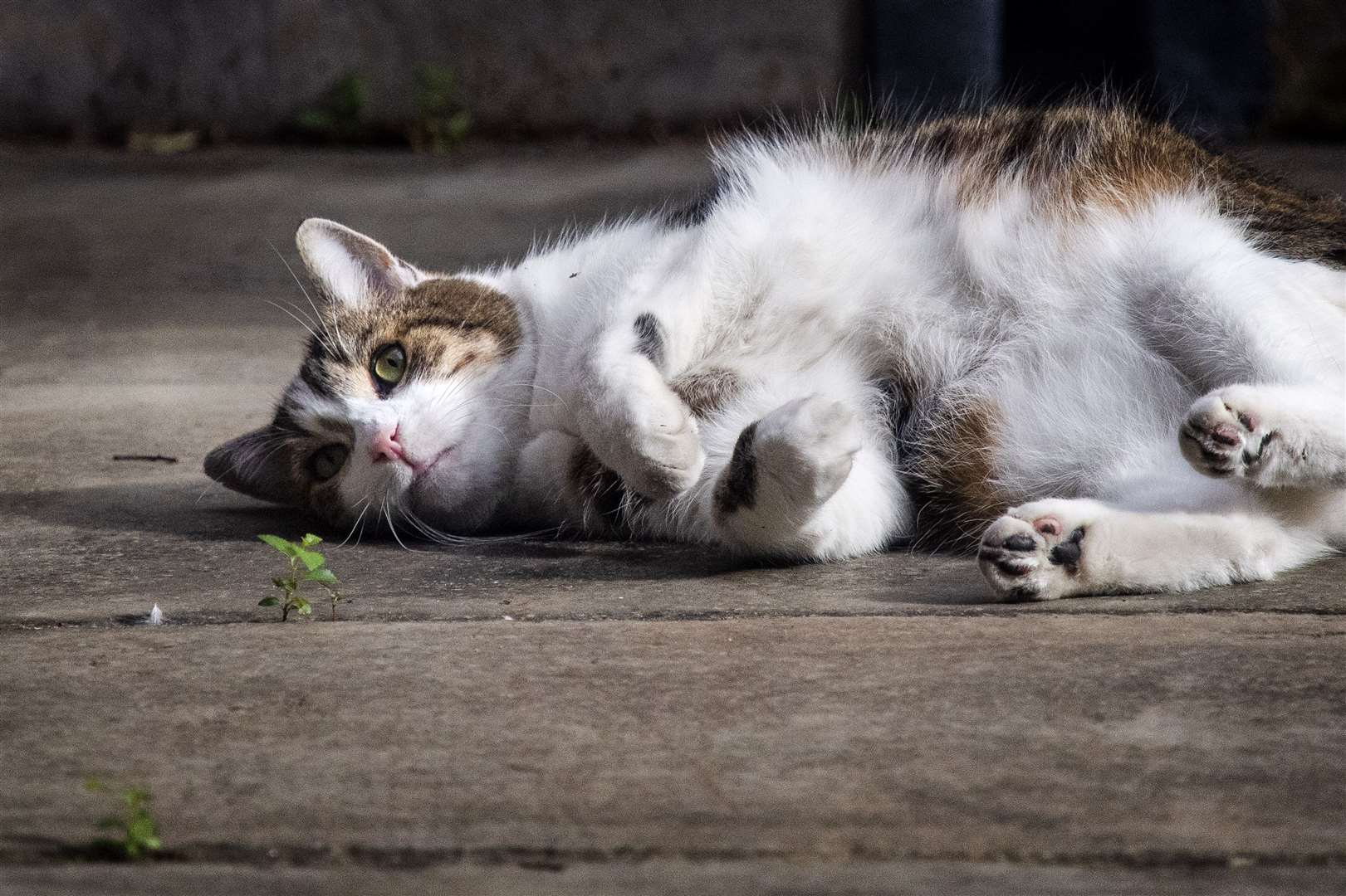 Larry the cat on the pavement in Downing Street (Victoria Jones/PA)