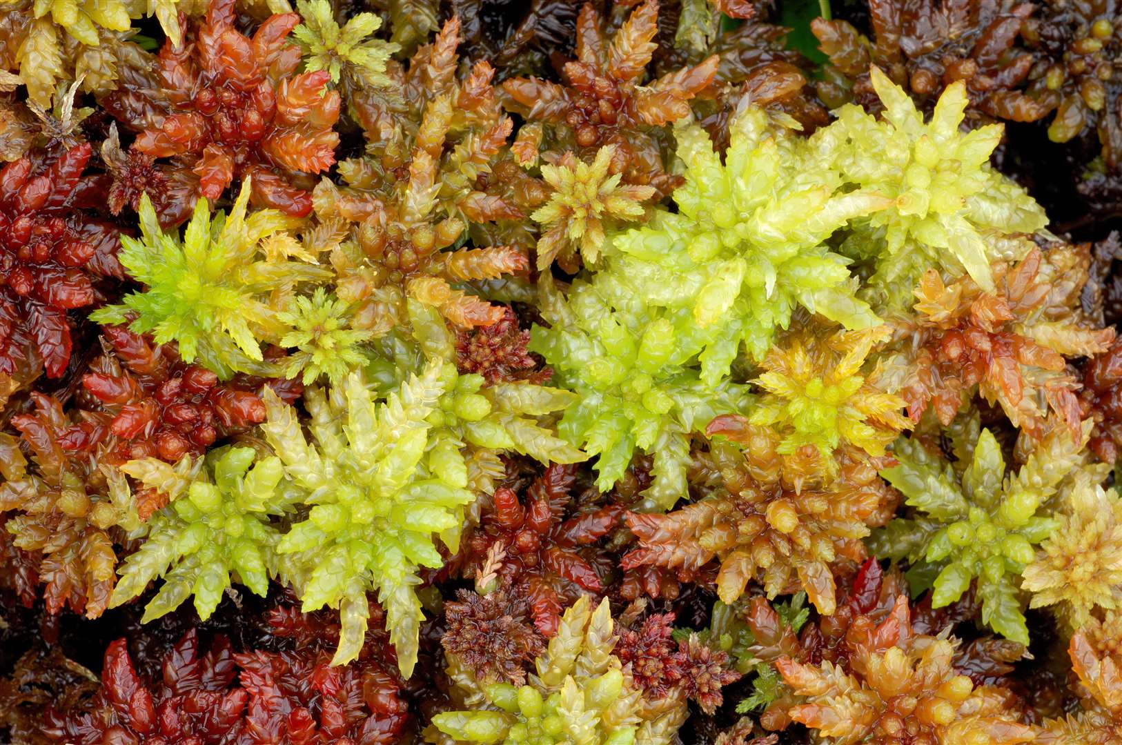 Sphagnum moss is central to the creation of peat. Picture: Lorne Gill/NatureScot