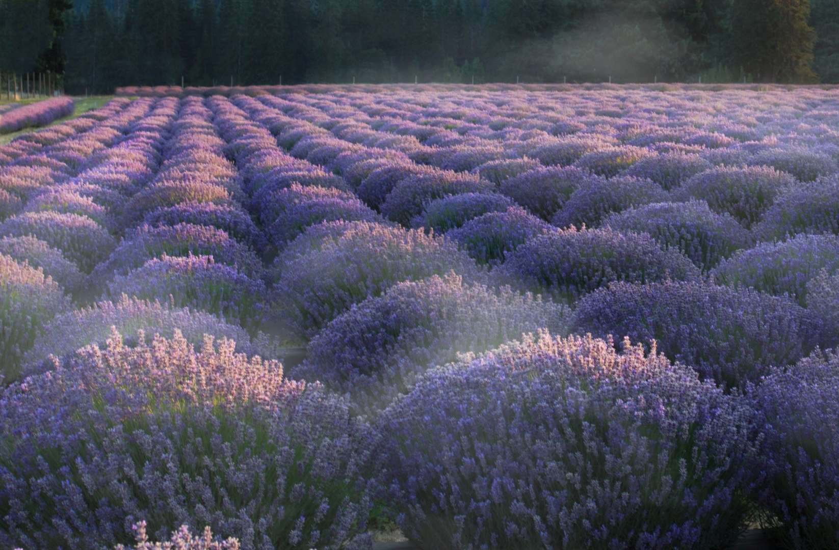 Lavender has a variety of uses, often medicinal as well as in terms of adding flavour to a range of food and drink.