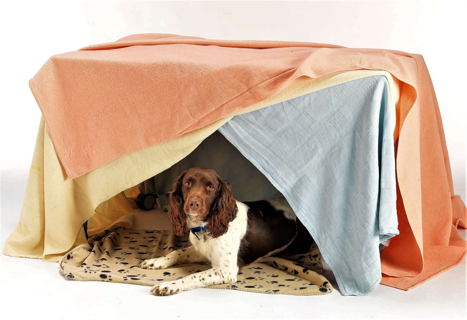 A fireworks den can help your pet to feel safe and secure.