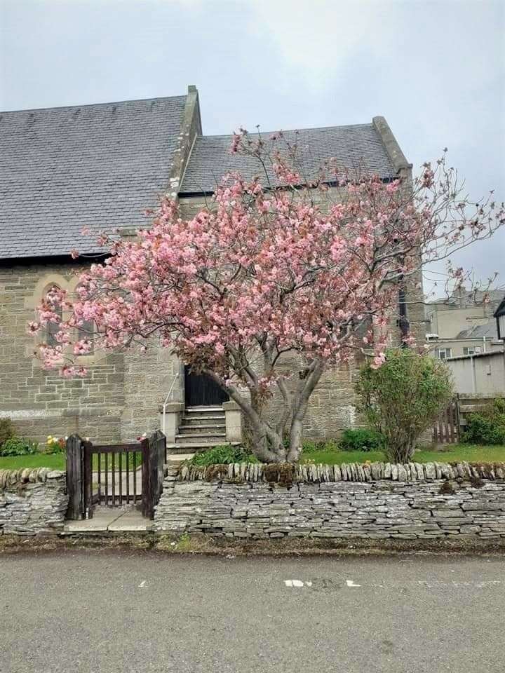 A Japanese blossom tree outside St Peter and the Holy Rood. Picture: Alexander Glasgow