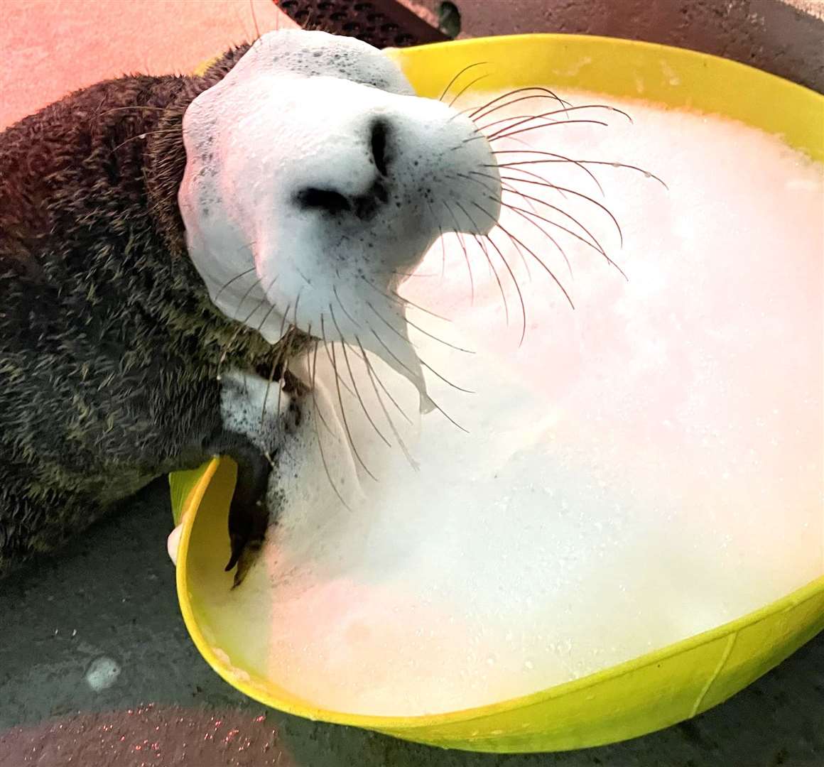 Bath time as the rehab centre!