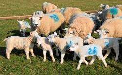 The record temperatures were favourable for the lambing season. This year’s crop were out to grass at farmer Alan Simpson’s holding at Oldhall, Watten.