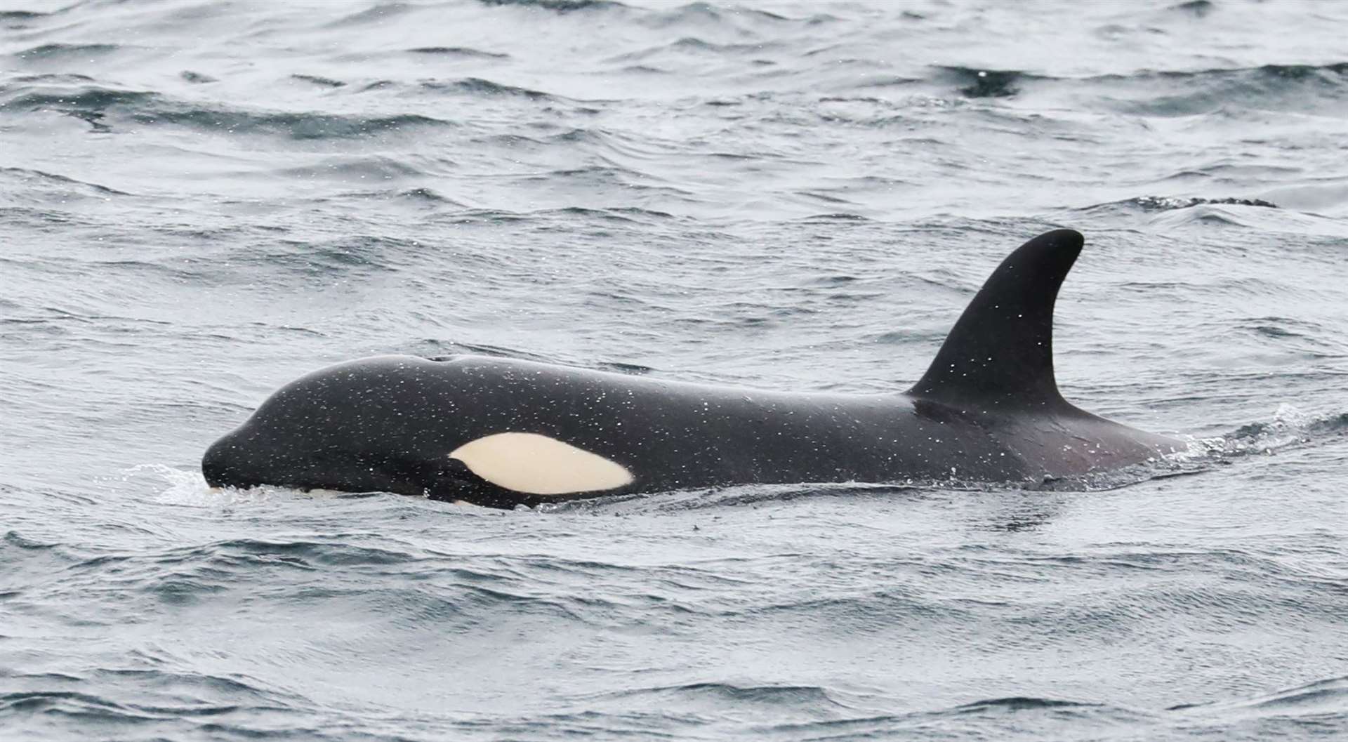 Orca seen from the Pentland Venture on Tuesday. Picture: Steve Truluck