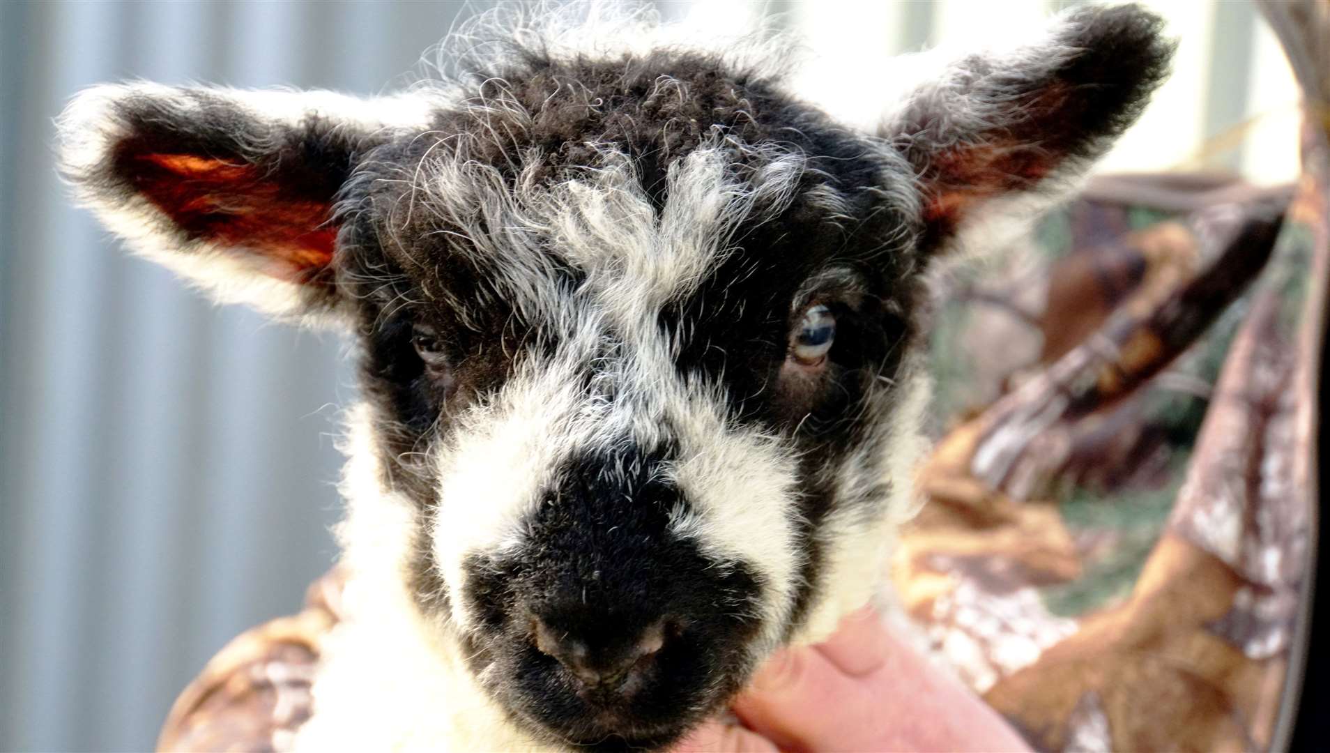 "Freedom" the lamb is welcomed to the world. Photo: DGS
