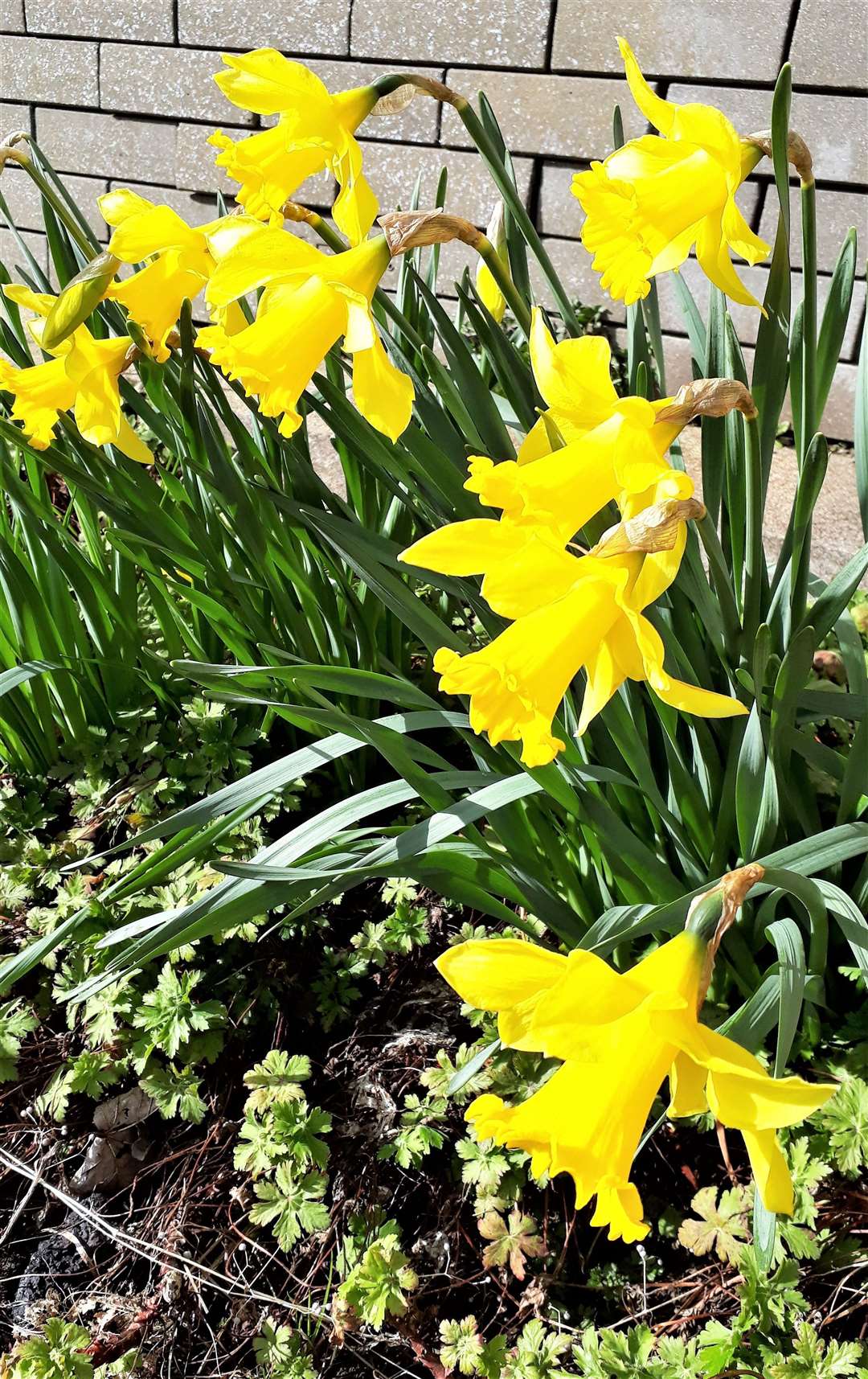 Daffodils are flowering throughout Caithness to help dispel the lockdown gloom. Picture: Keith Banks