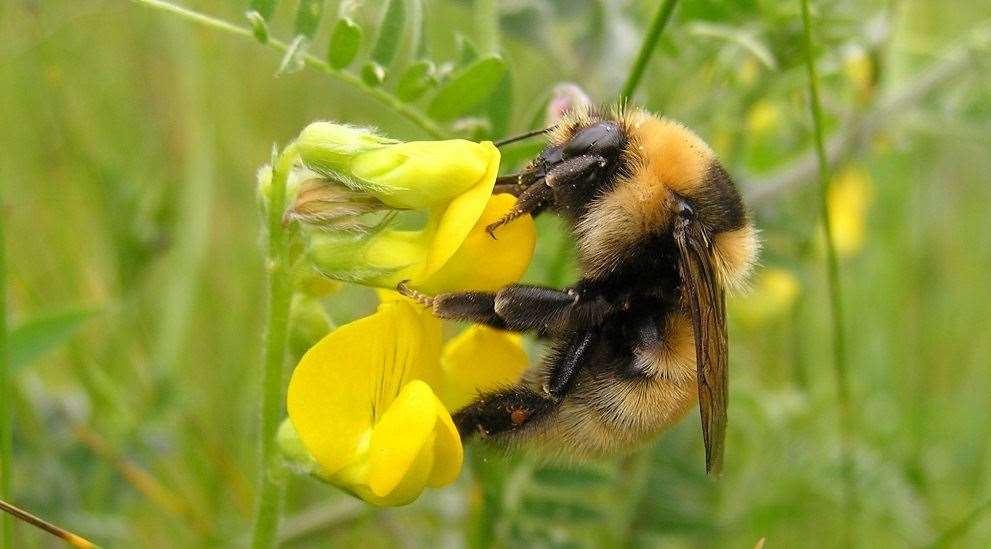 Bombus distinguendus, the great yellow bumblebee. Declining numbers have made it one of the UK’s rarest bee species. Picture: Nick Owens