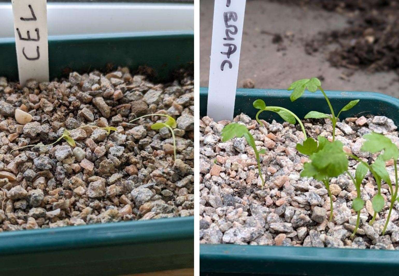 Experimenting with peat-free compost mixes eventually brought results.