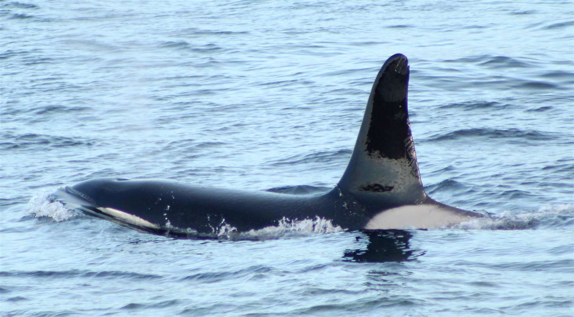 An orca near the Trinkie area at Wick in May this year. Picture: Alan Hendry