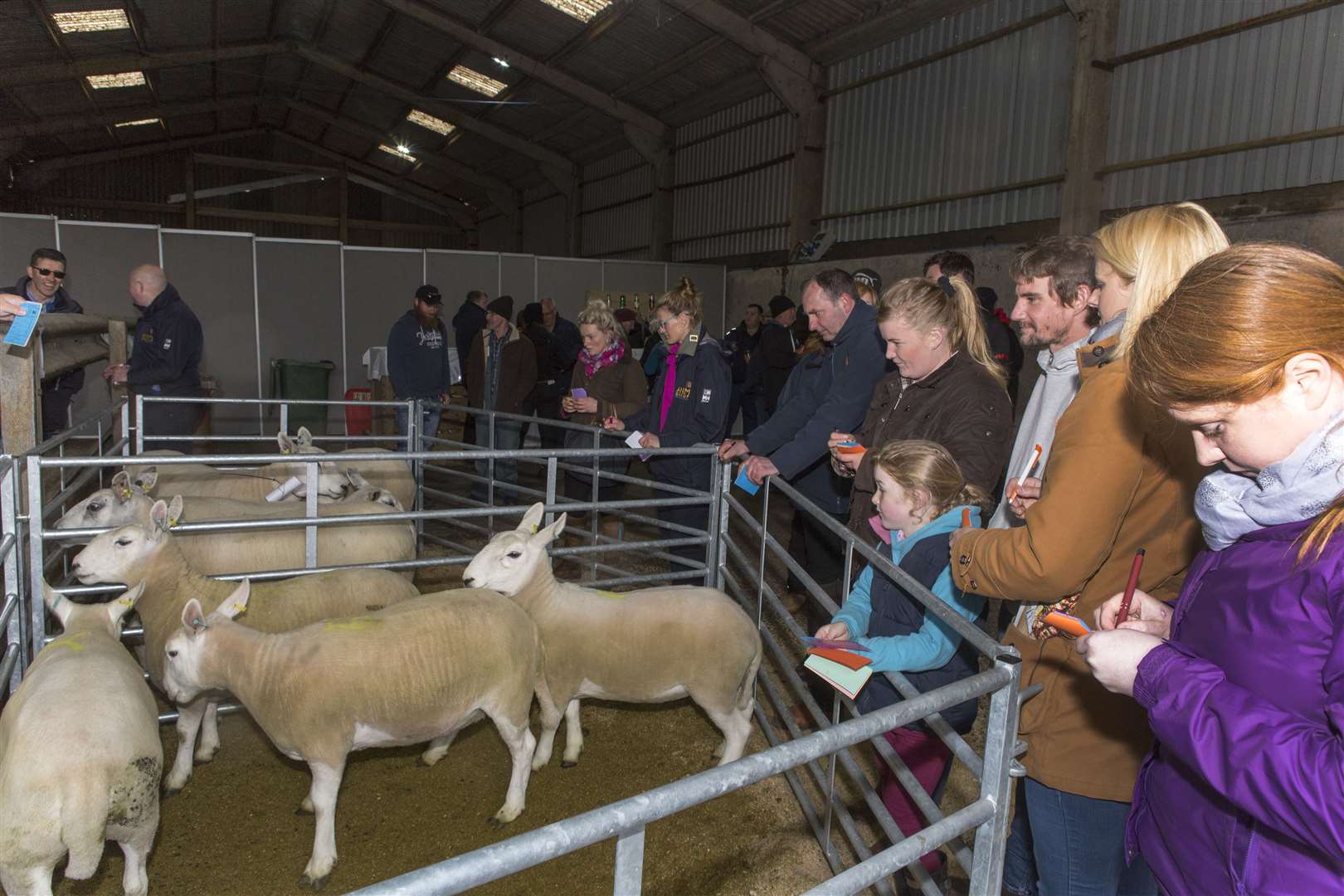 Visitors taking part in the stockjudging competition at this week's NSA Highland Sheep event in Caithness. Picture: Robert MacDonald / Northern Studios