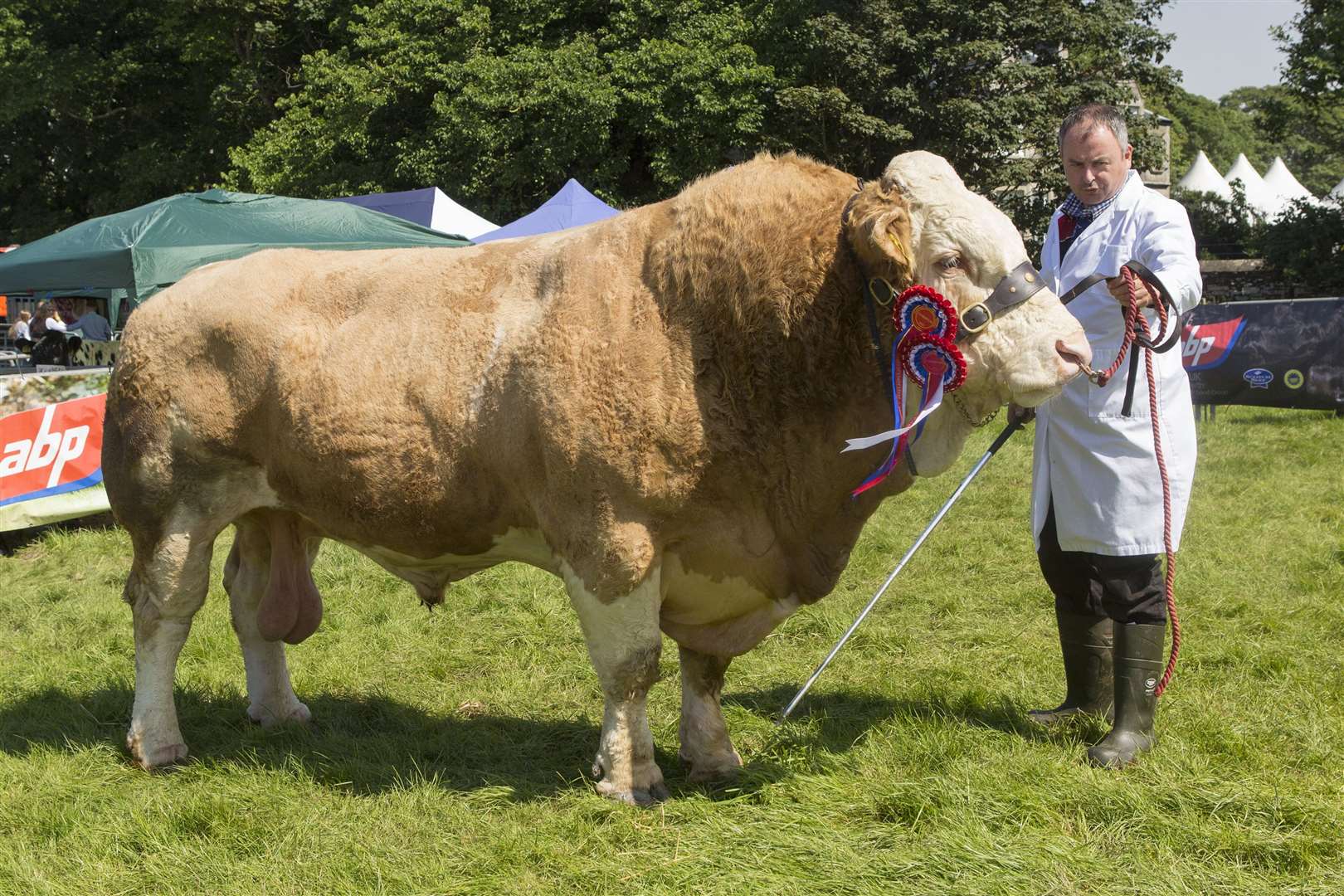 Jonathan Gunn, Mavsey, Lybster, with his champion Simmental, Corskie Jackpot, a four-year-old bull by Dirnanean Bradley. He is one of the farm's stock bulls and had been out in the field working until the day before the show. Picture: Robert MacDonald / Northern Studios