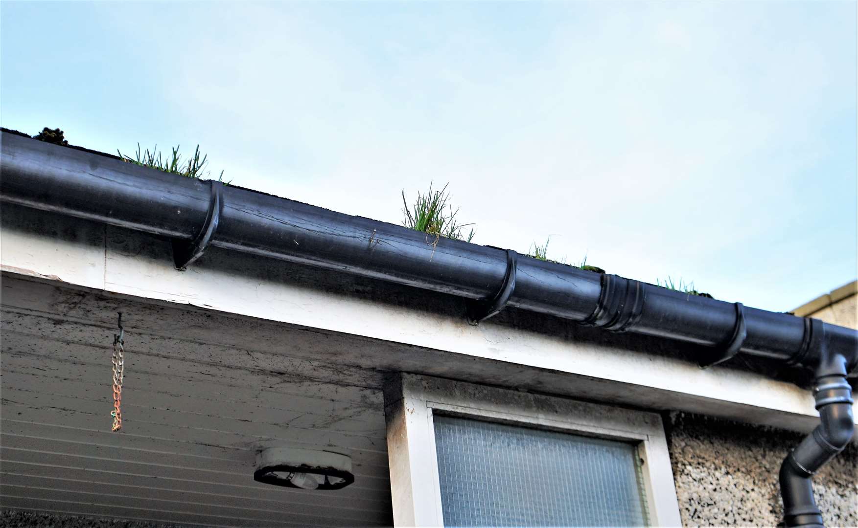 Weeds growing out of guttering.