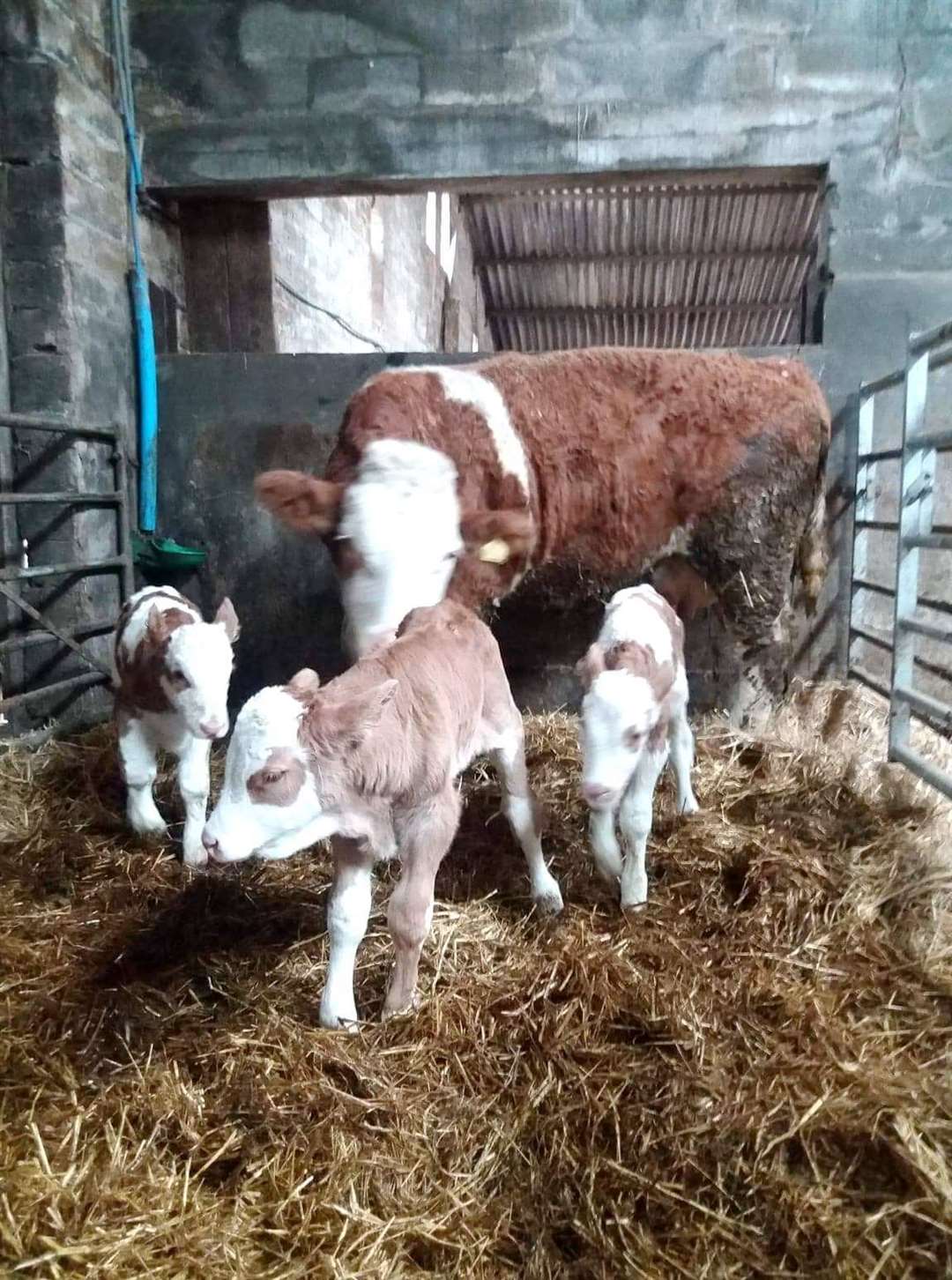 Triplet calves born at Carsgoe Farm Halkirk. Photo: Willie Mackay