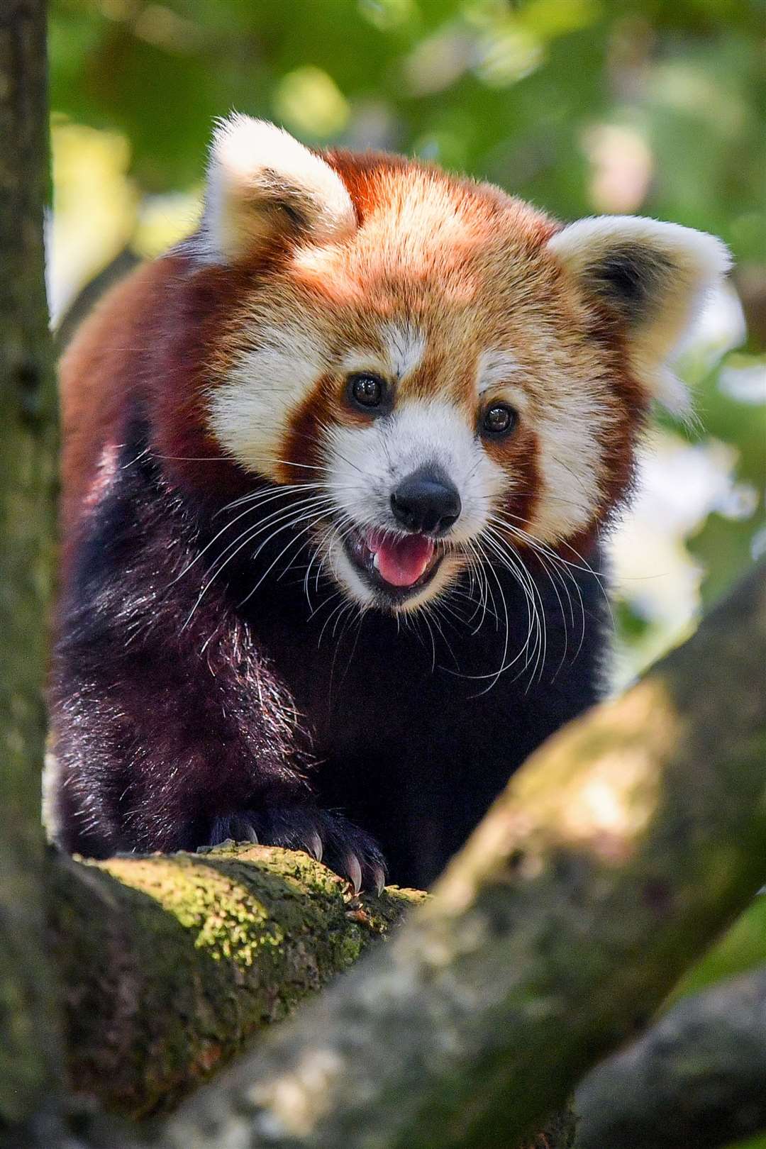 Shifumi a one-year-old female panda, arrived in September (Ben Birchall/PA)