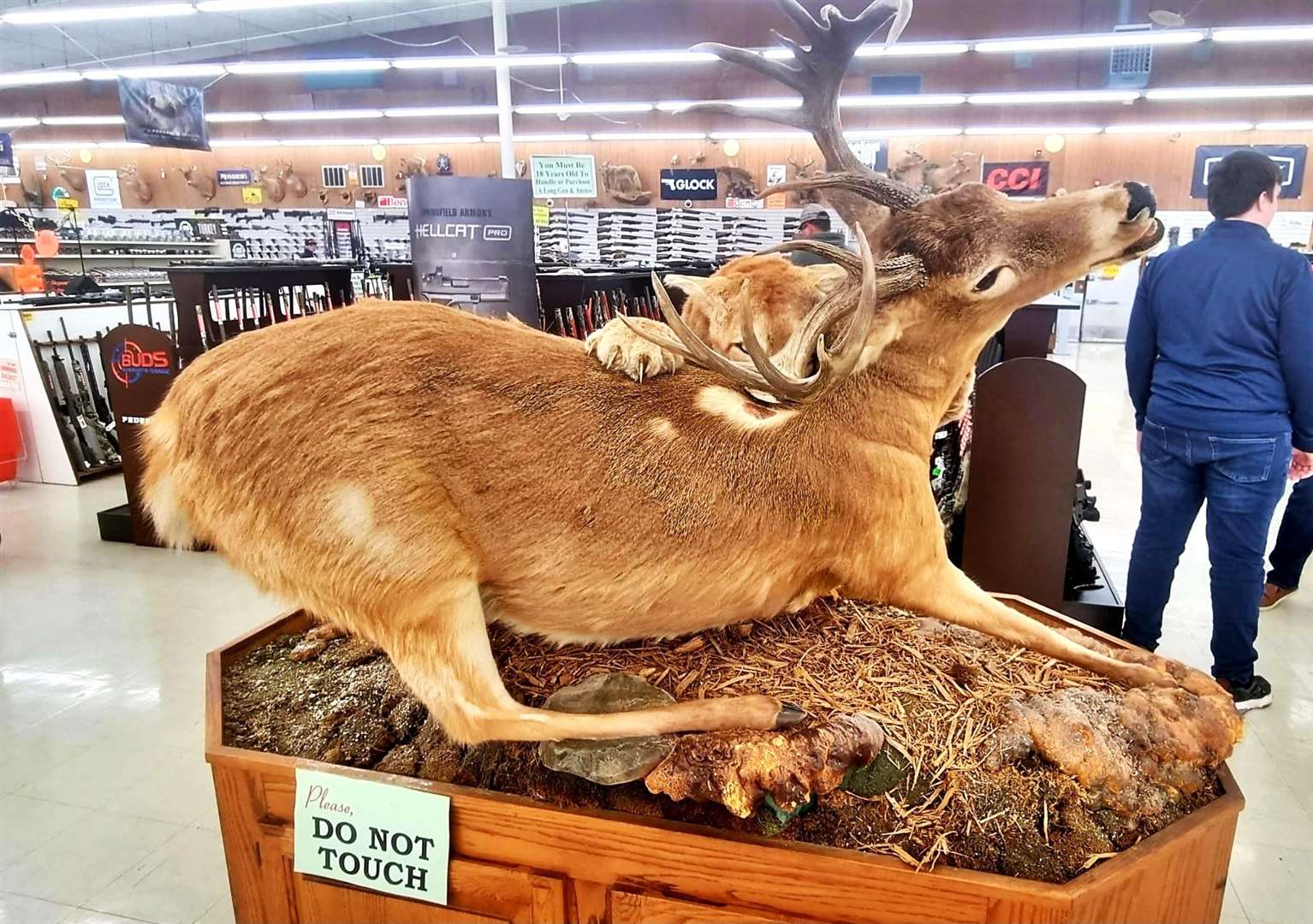 The podcaster and author Rick Minter shared this picture of a taxidermy diorama with a mountain lion making a kill by using a crushing blow to the back of the prey's neck called a 'nape bite'. He has evidence that deer carcasses have been found in Caithness showing the nape bites of large predators. Picture supplied