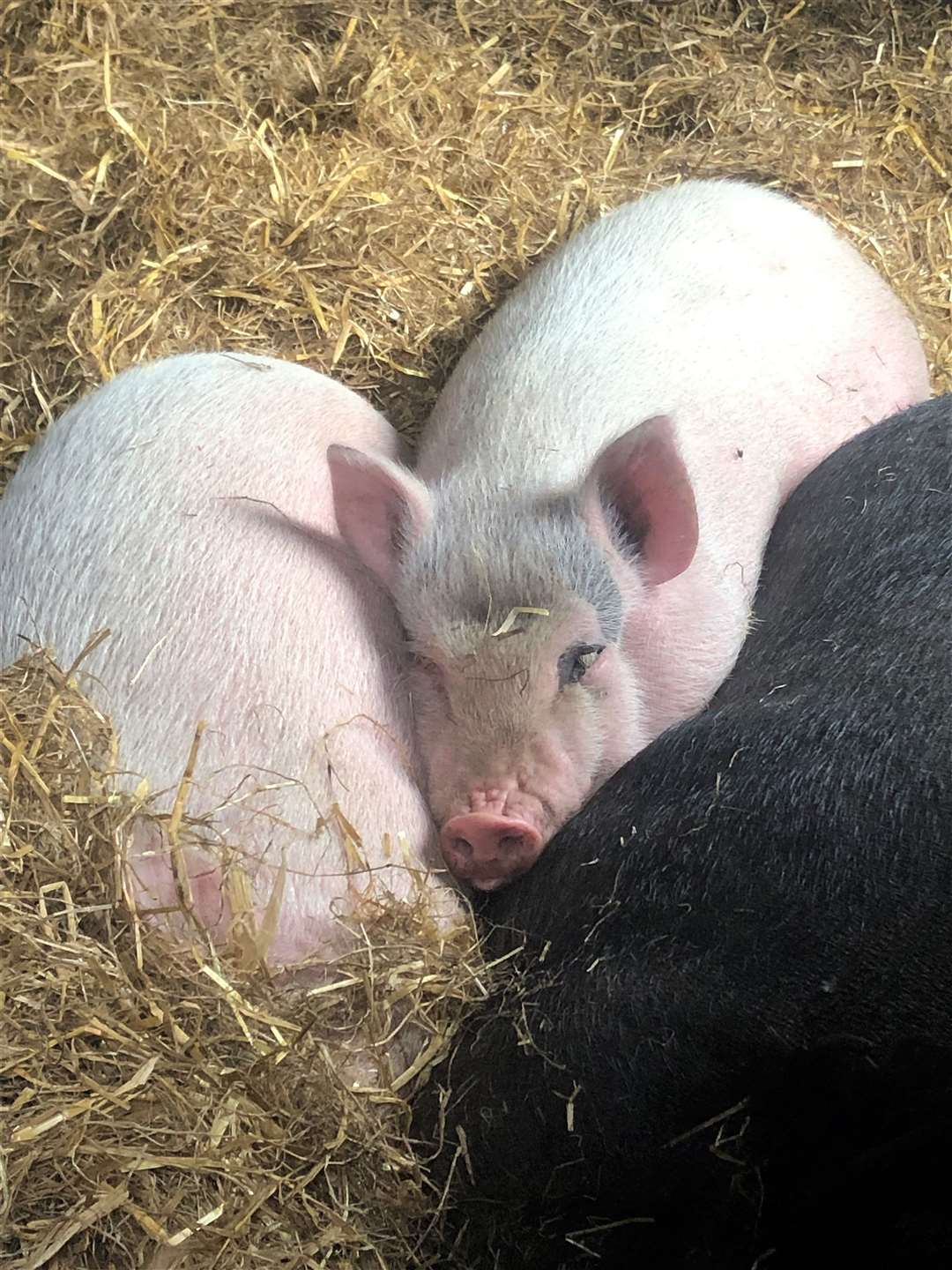 Two piglets Betty and Mary sleeping with Rose their mum who is a micro pig aged 7.