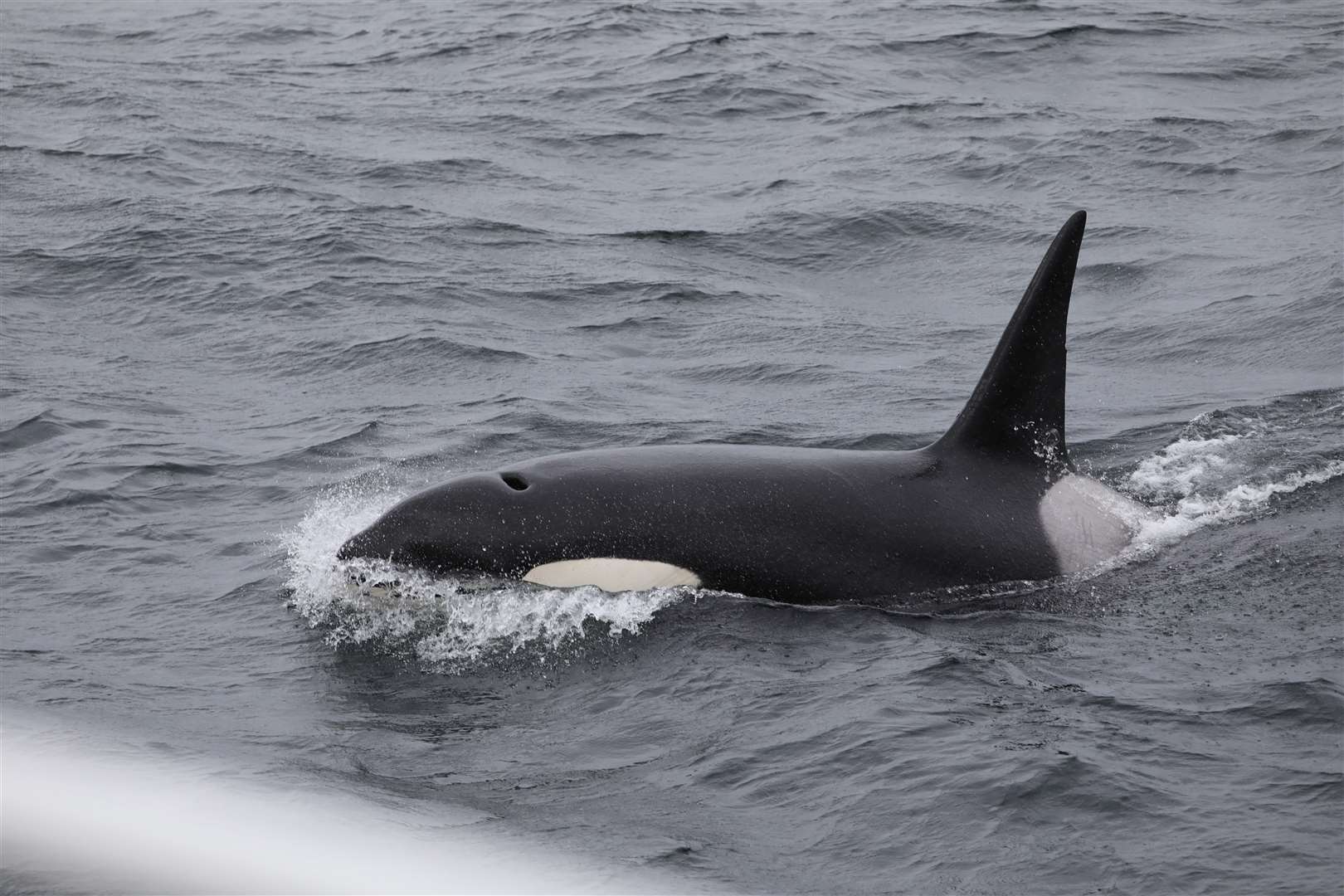 Hazel Masson said it was 'awesome' to see Ulfer so close to the ferry during Orca Watch 2022. Picture: Hazel Masson