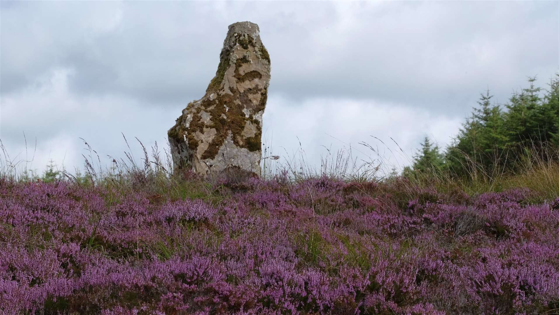 Ian Cameron took this photo of a standing stone and heather near Broubster.