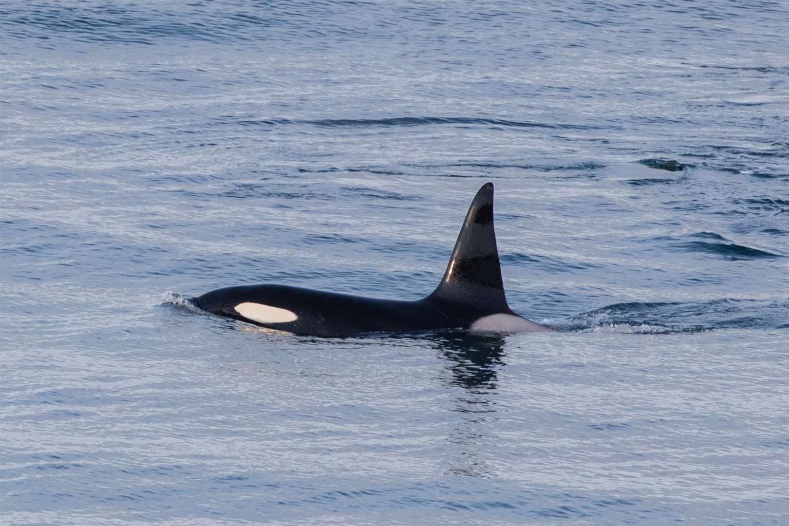 The male orca known as 72 going past Karen's house on Monday evening. Picture: Karen Munro