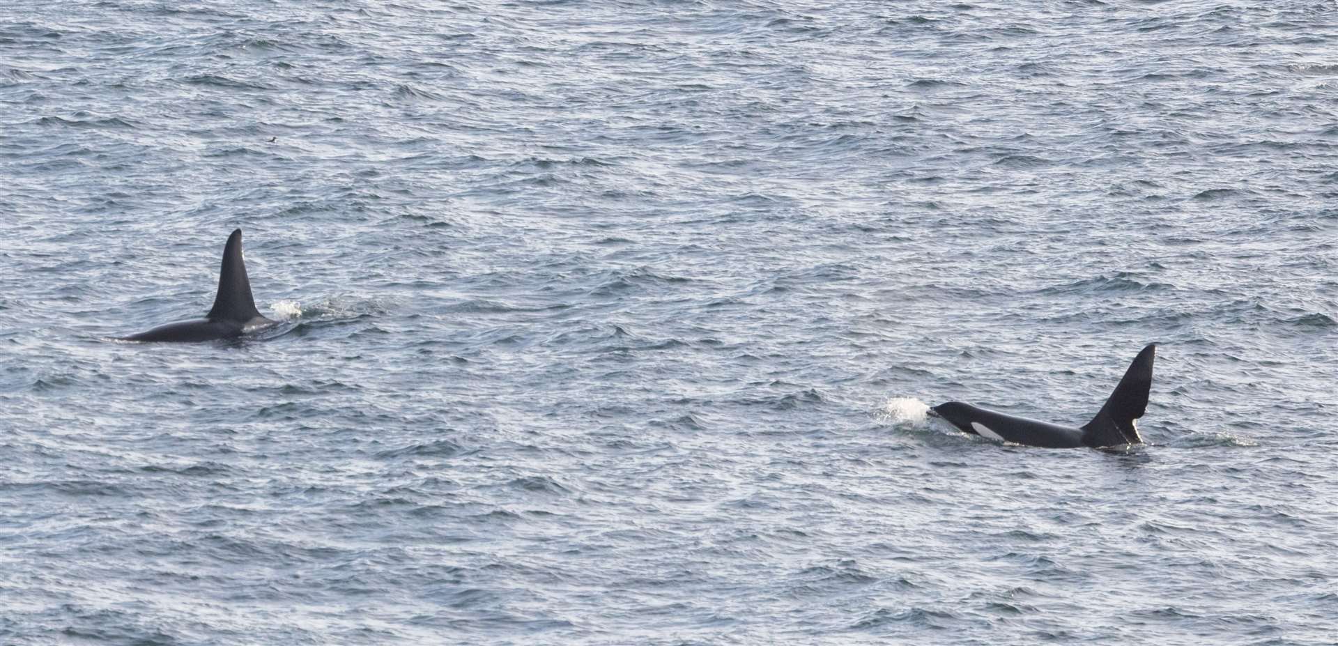 Aquarius and John Coe passing Sarclet on Thursday. John Coe has an unmistakable notch in his dorsal fin, meaning he can be identified much easier than most killer whales. Picture: Karen Munro