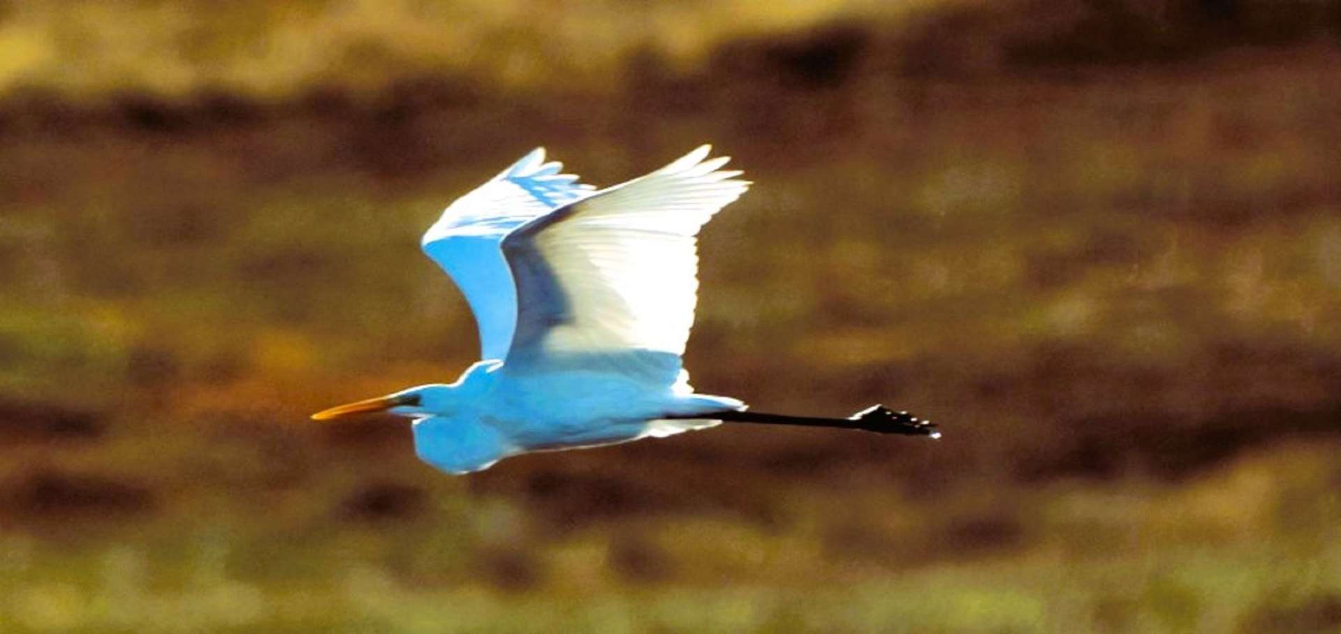 Great white egrets were seen at Yarrows loch on October 2, 2024. Picture: Wendy Sutherland