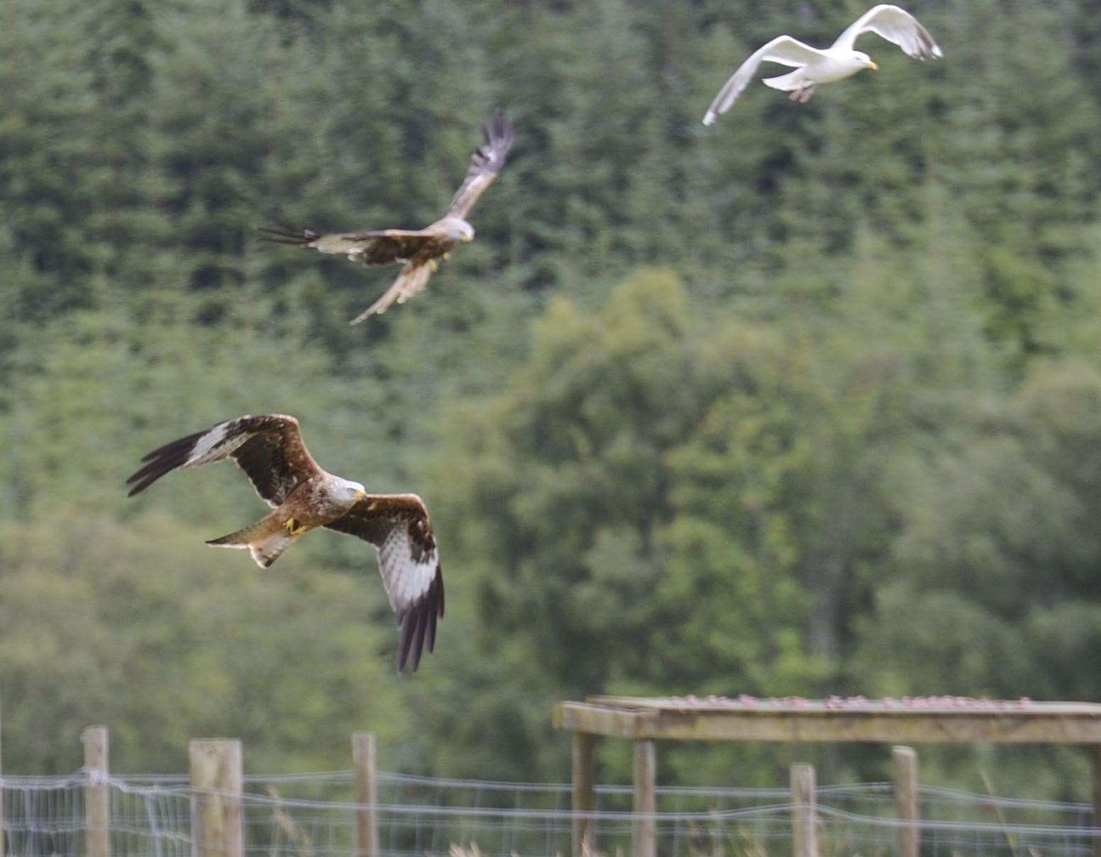 Red kites in the wild.