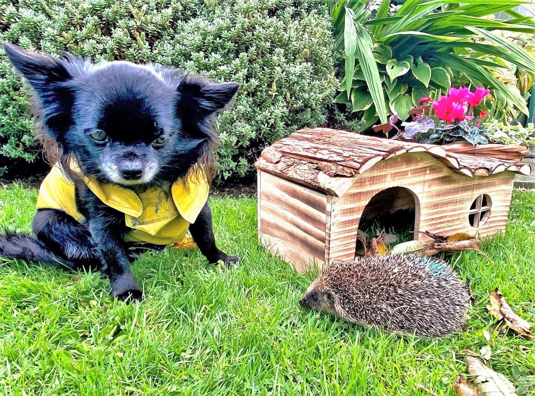 Natalie's faithful companion Louis Vuitton the Chihuahua along with Puck and his special hedgehog hibernation house.