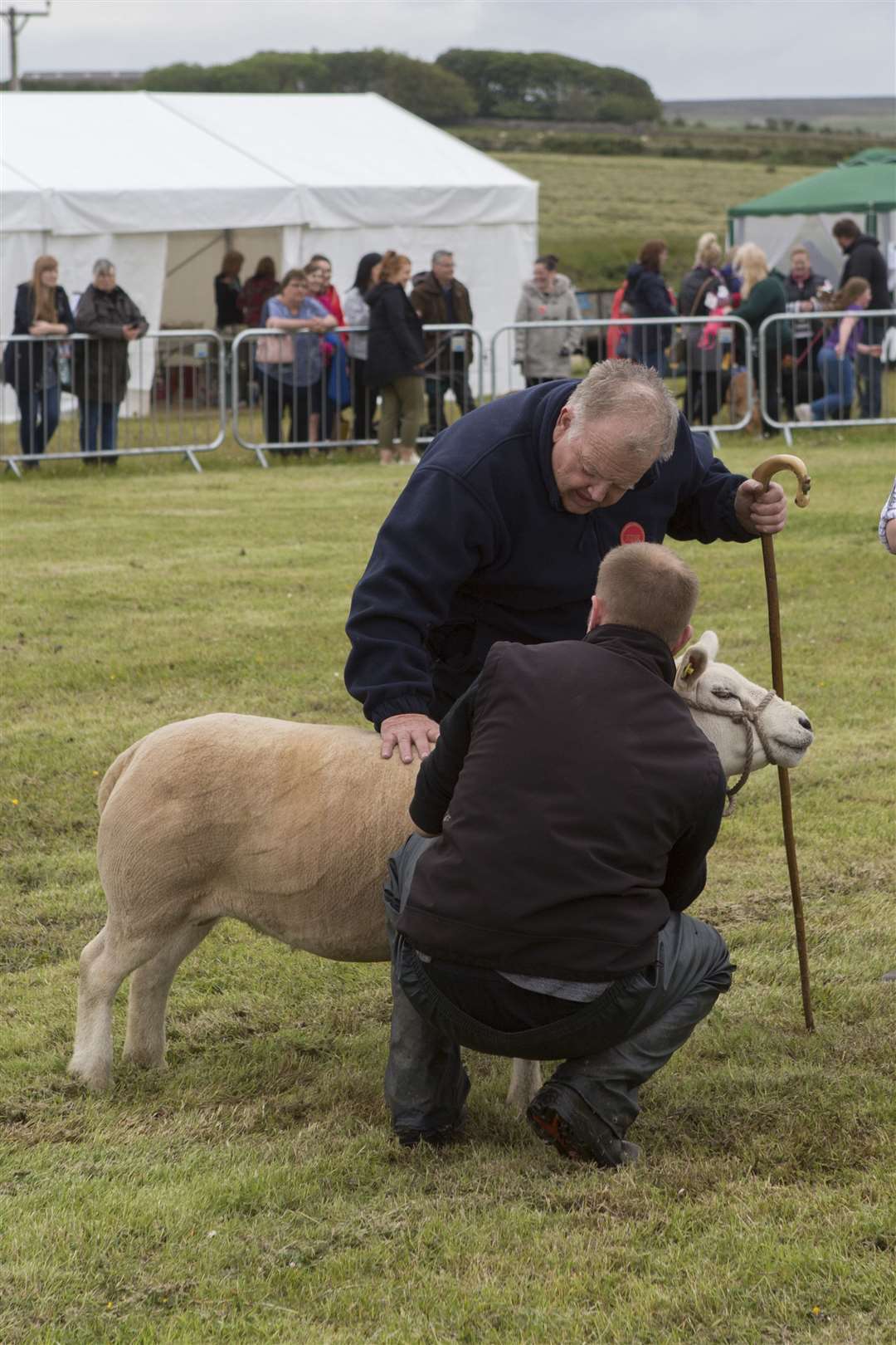 Charlie Angus, Oldfield Garm, Thurso, the champion of champions judge, studies the overall sheep champion. Picture: Robert MacDonald / Northern Studios