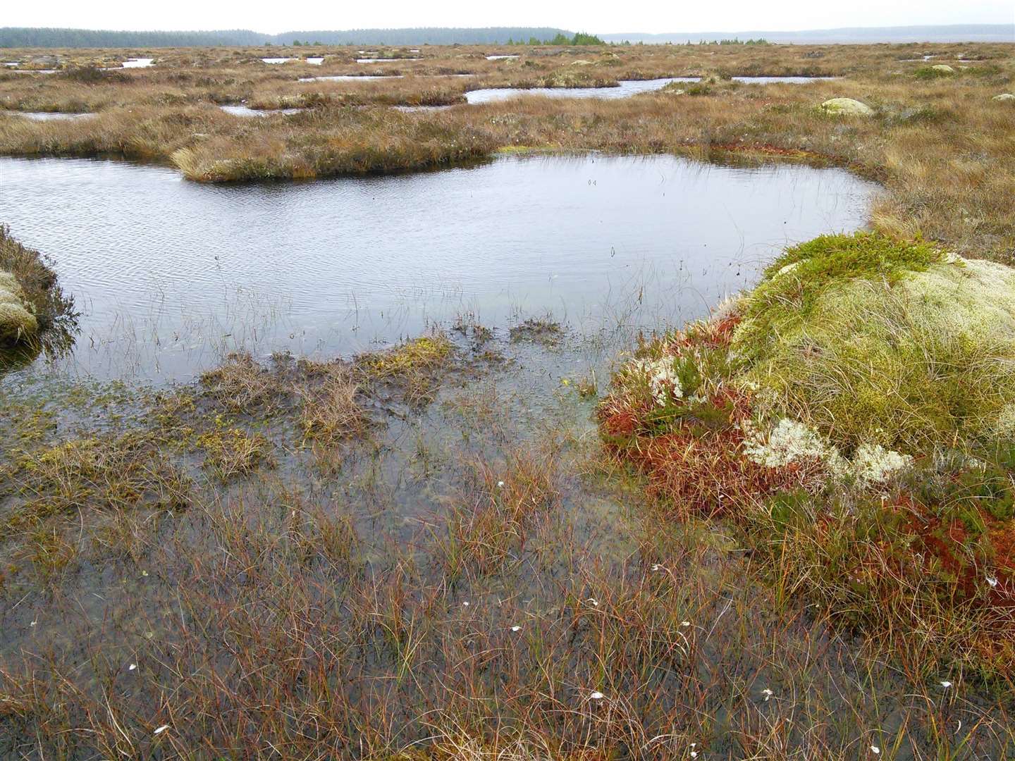 The proposal will see a further 2446 ha added to the Caithness and Sutherland Peatlands protected area.
