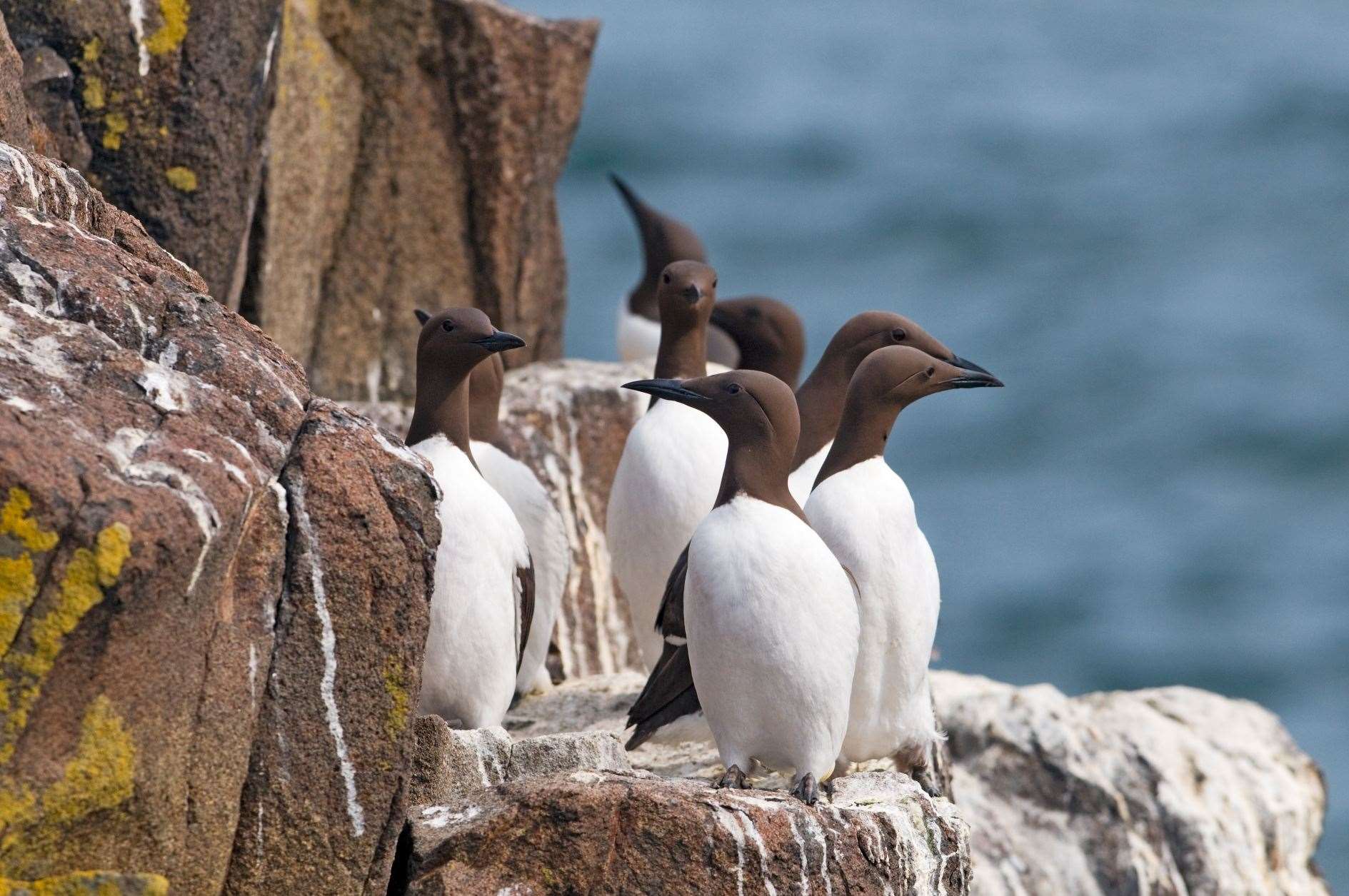Guillemot deaths have been reported on the north coast. Picture: Lorne Gill/NatureScot