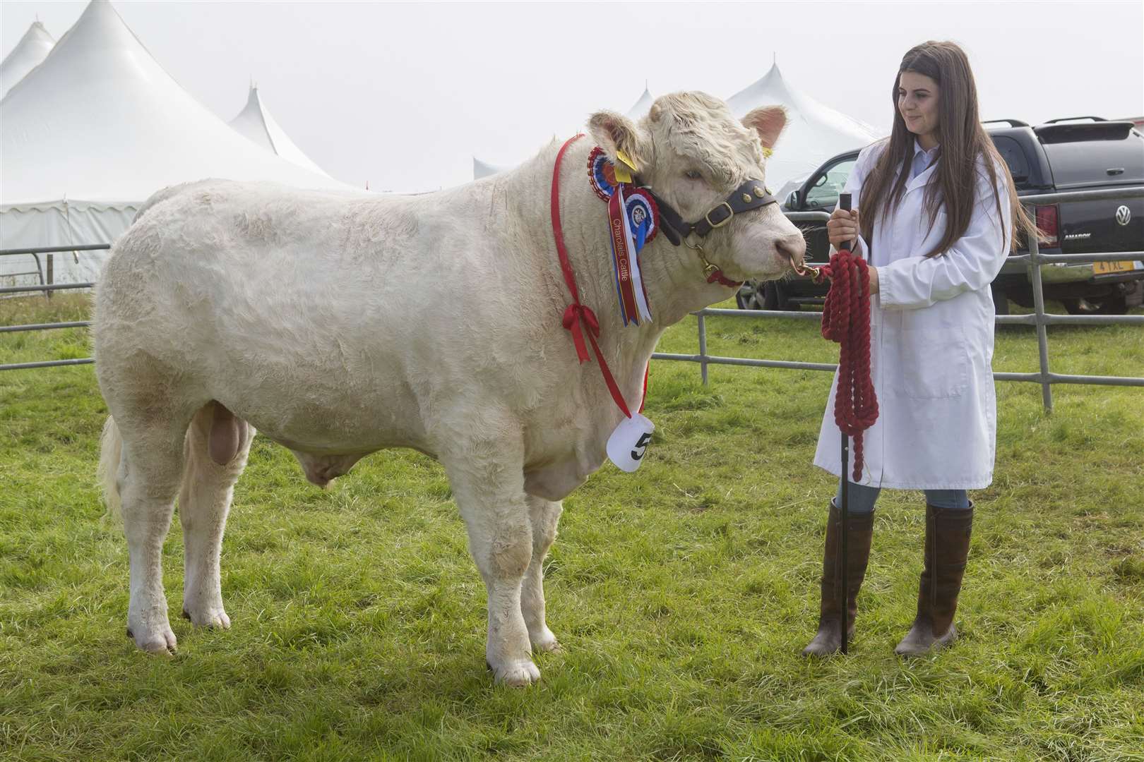 Kirsty Clark with the Charolais champion from Gary Oag, Shebster. Shebster Tam is a home-bred 14-month-old bull by Blelack Digger. Picture: Robert MacDonald / Northern Studios