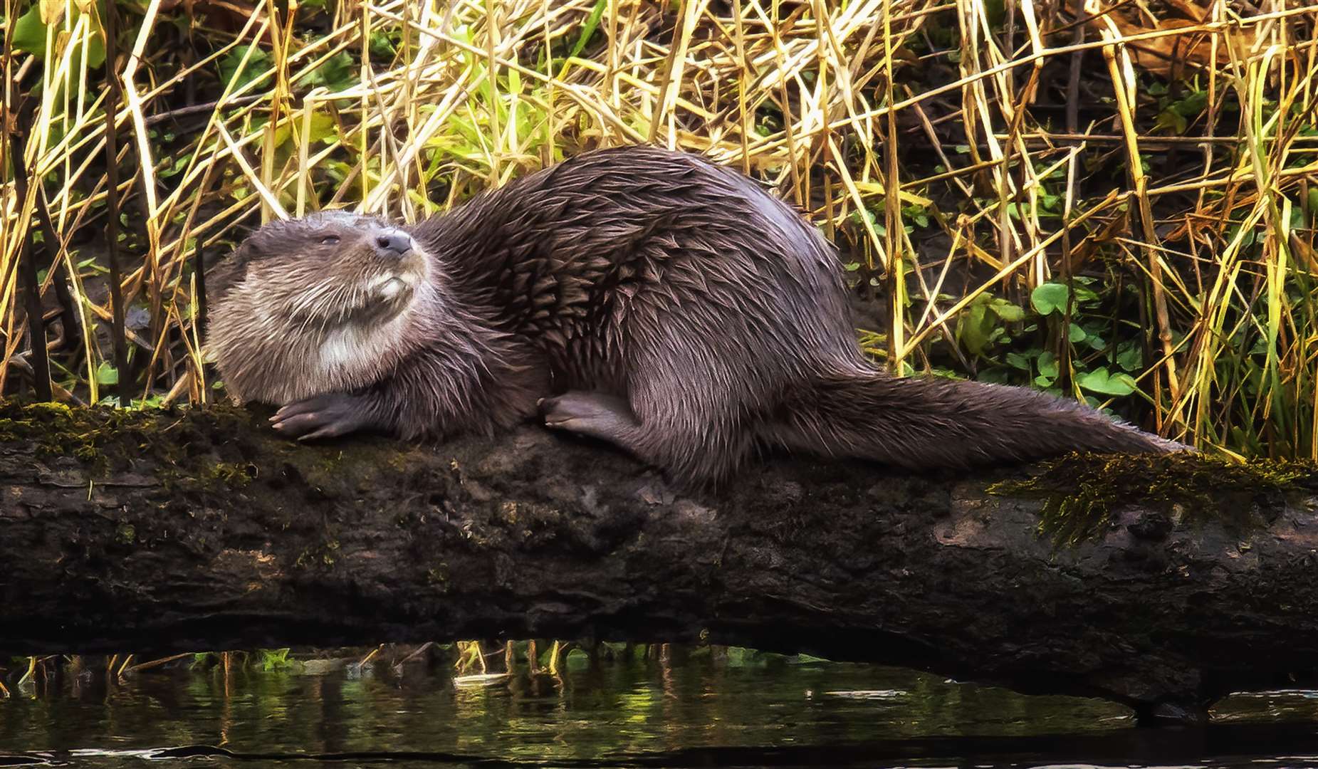 Otter resting on a tree trunk this week on the bank of the River Thurso, just below the swimming pool bridge. Picture: Mel Roger