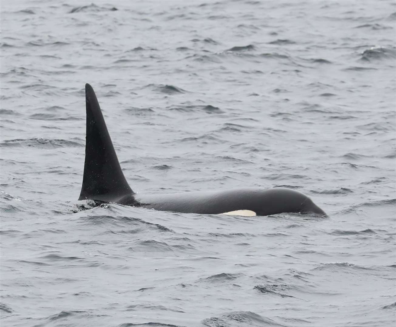 Sea Watch Foundation's Orca Watch event takes place in May. Picture: Steve Truluck